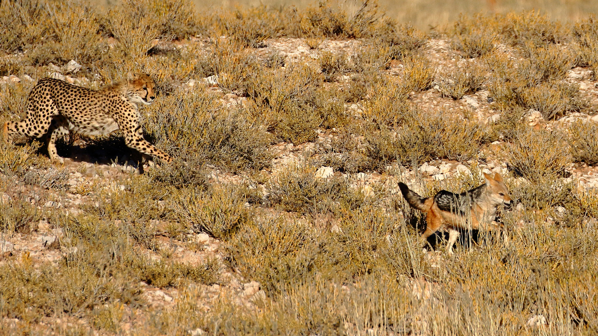 Canon EOS 7D + Canon EF 100-400mm F4.5-5.6L IS II USM sample photo. Cheetah chasing jackal- kalagadi, south africa photography