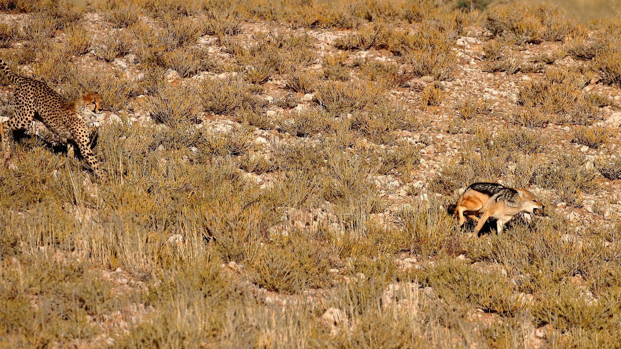 Canon EF 100-400mm F4.5-5.6L IS II USM sample photo. Cheetah chasing jackal- kalagadi, south africa photography