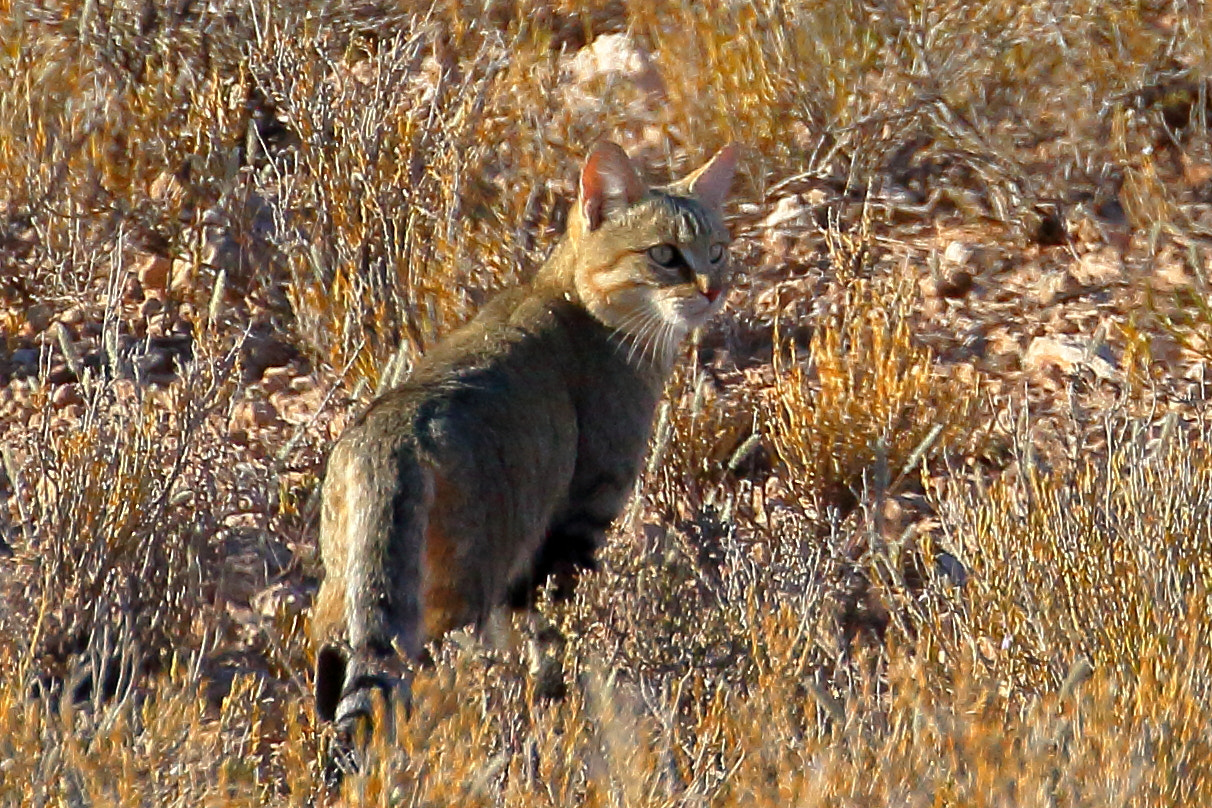 Canon EOS 7D + Canon EF 100-400mm F4.5-5.6L IS II USM sample photo. African wildcat- kalagadi, south africa photography