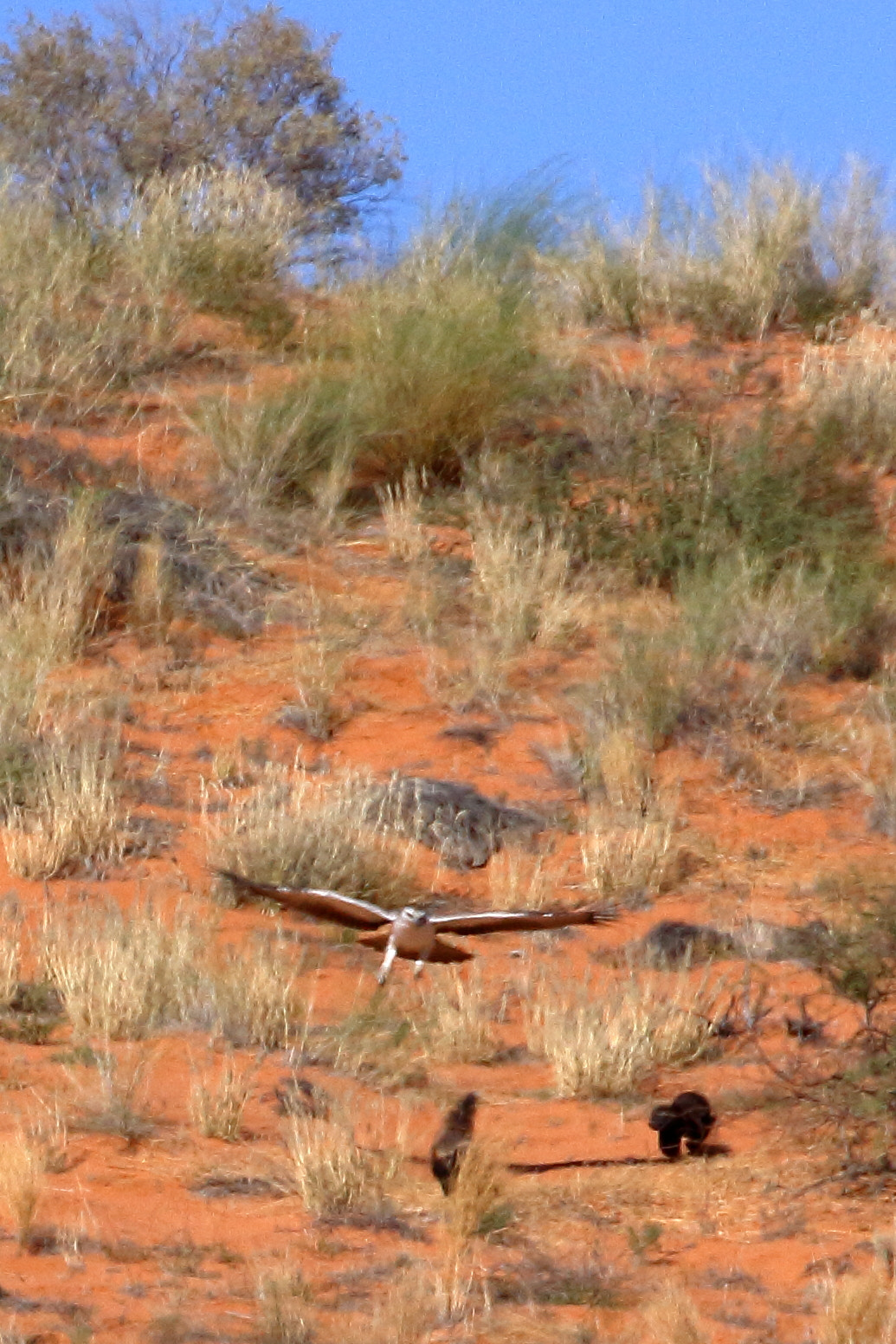 Canon EF 100-400mm F4.5-5.6L IS II USM sample photo. Martial eagle&honey badgers- kalagadi,south africa photography