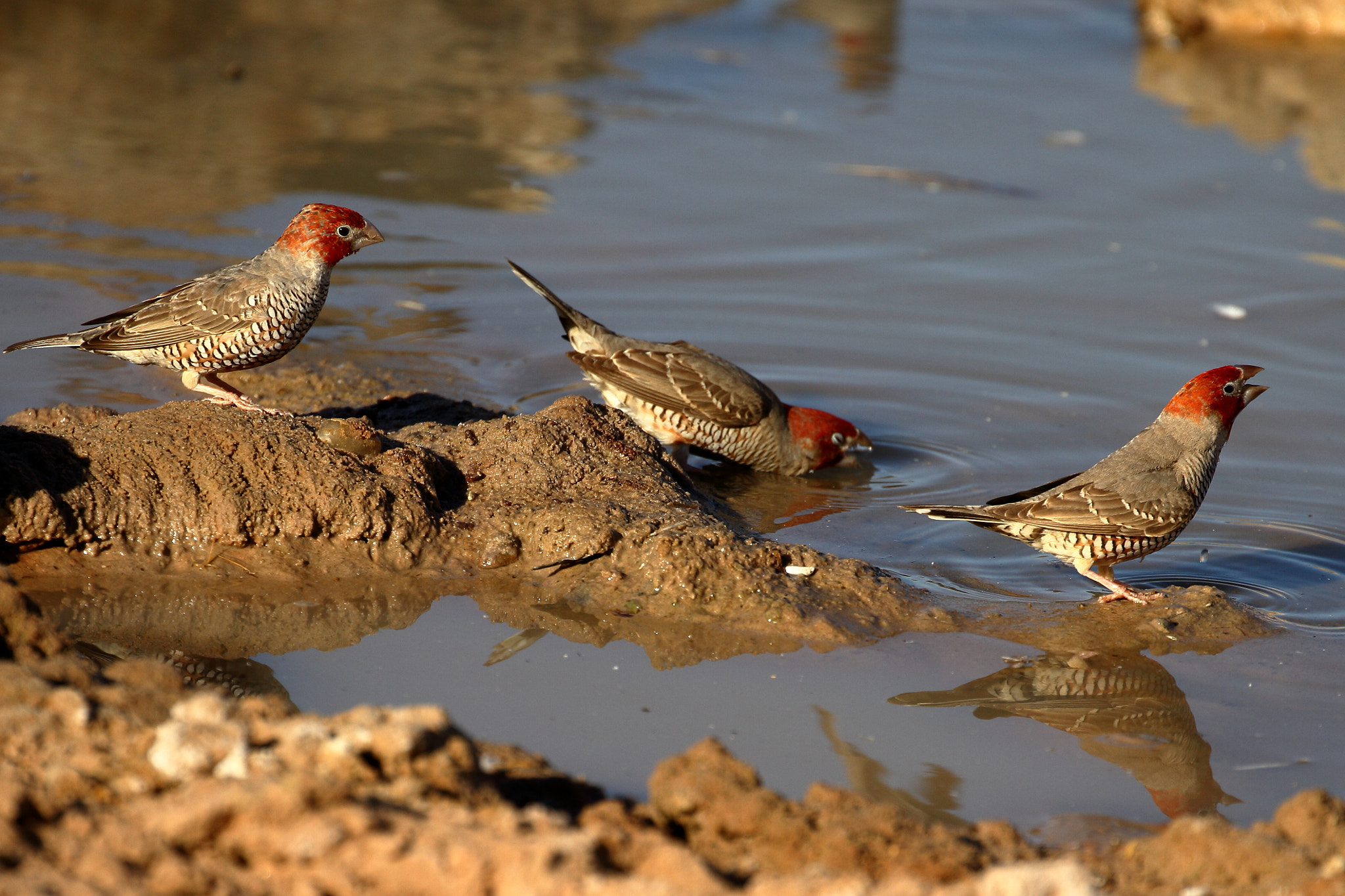 Canon EOS 7D + Canon EF 100-400mm F4.5-5.6L IS II USM sample photo. Red headed finch- kalagadi, south africa photography