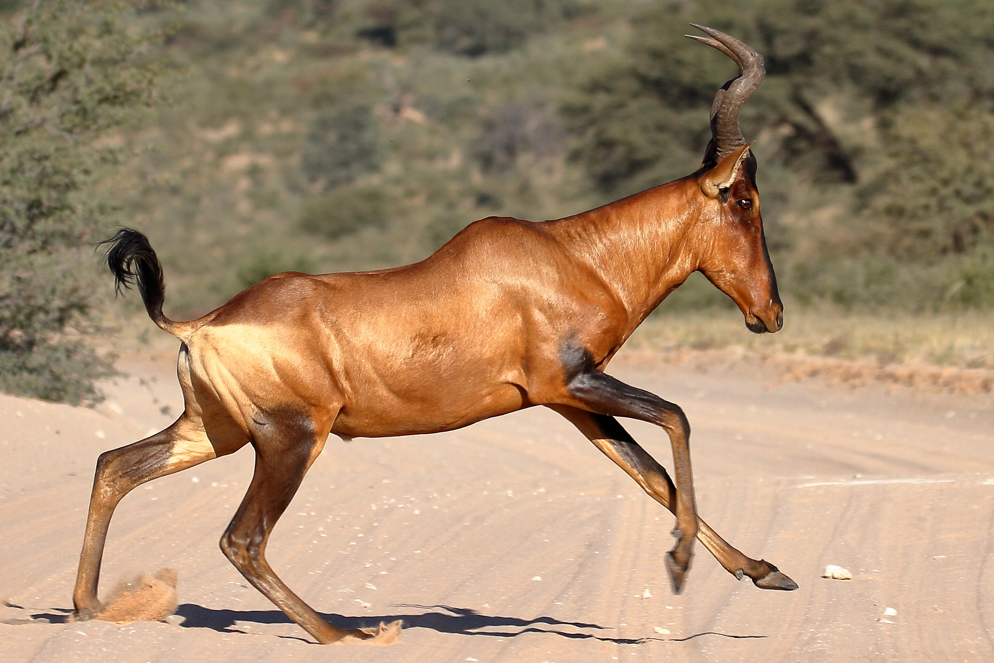 Canon EOS 7D + Canon EF 100-400mm F4.5-5.6L IS II USM sample photo. Red hartebeest- kalagadi, south africa photography
