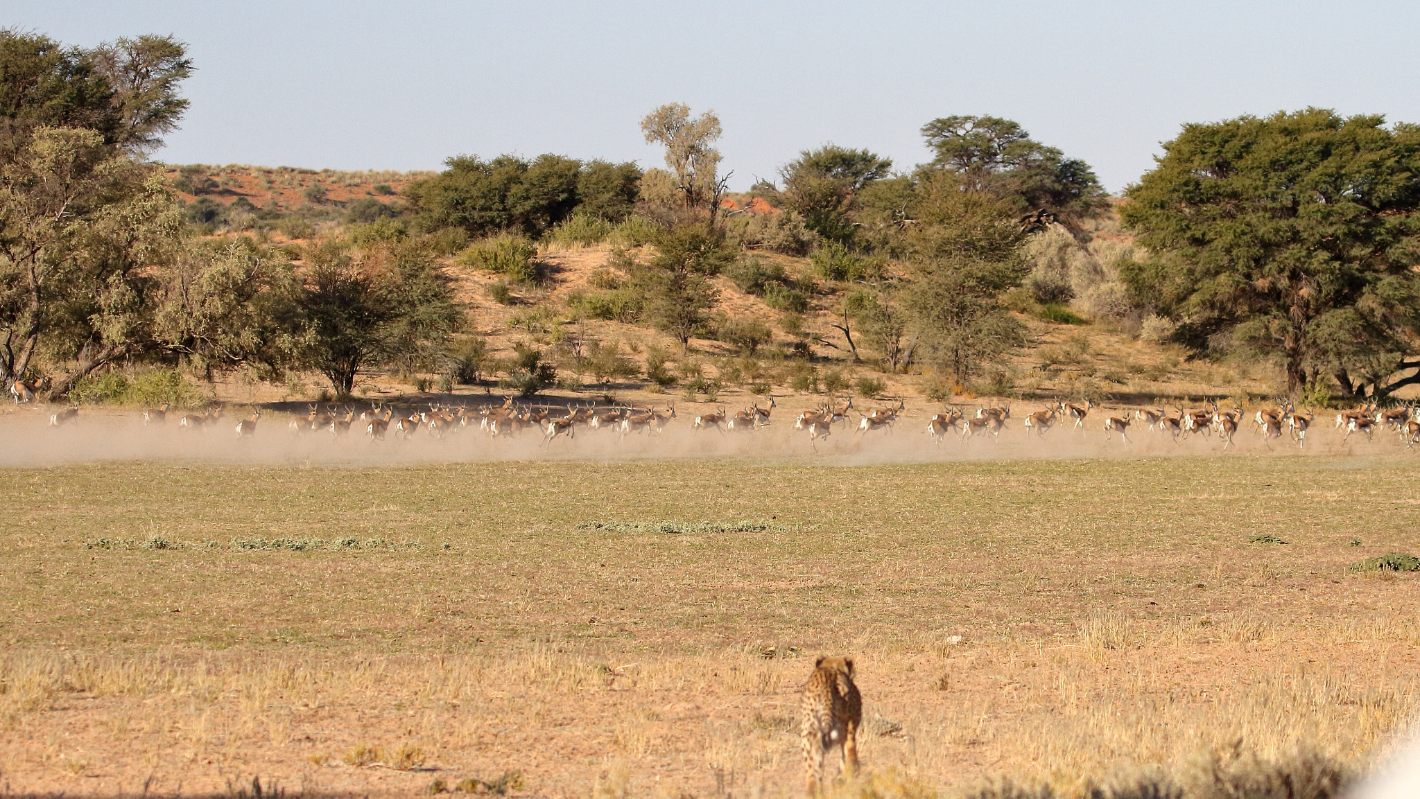 Canon EF 100-400mm F4.5-5.6L IS II USM sample photo. Cheetah hunt- kalagadi, south africa photography
