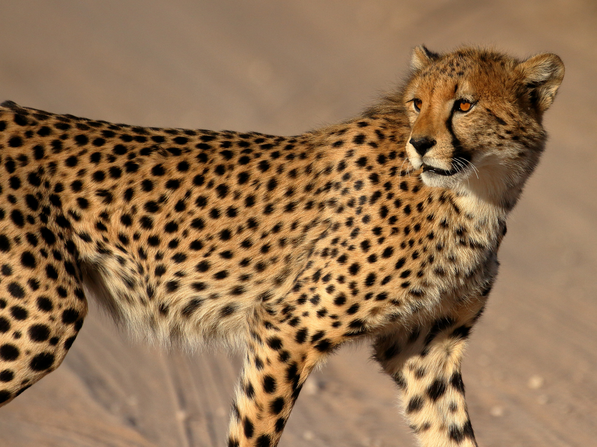 Canon EF 100-400mm F4.5-5.6L IS II USM sample photo. Cheetah- kalagadi transfrontier park, south africa photography