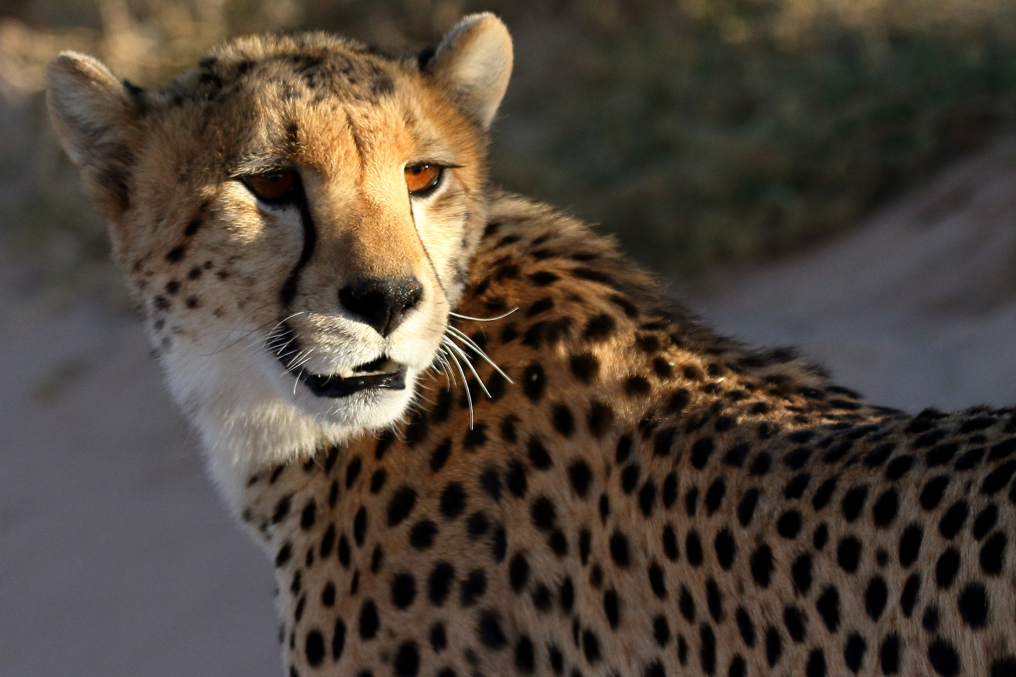 Canon EF 100-400mm F4.5-5.6L IS II USM sample photo. Cheetah- kalagadi transfrontier park, south africa photography