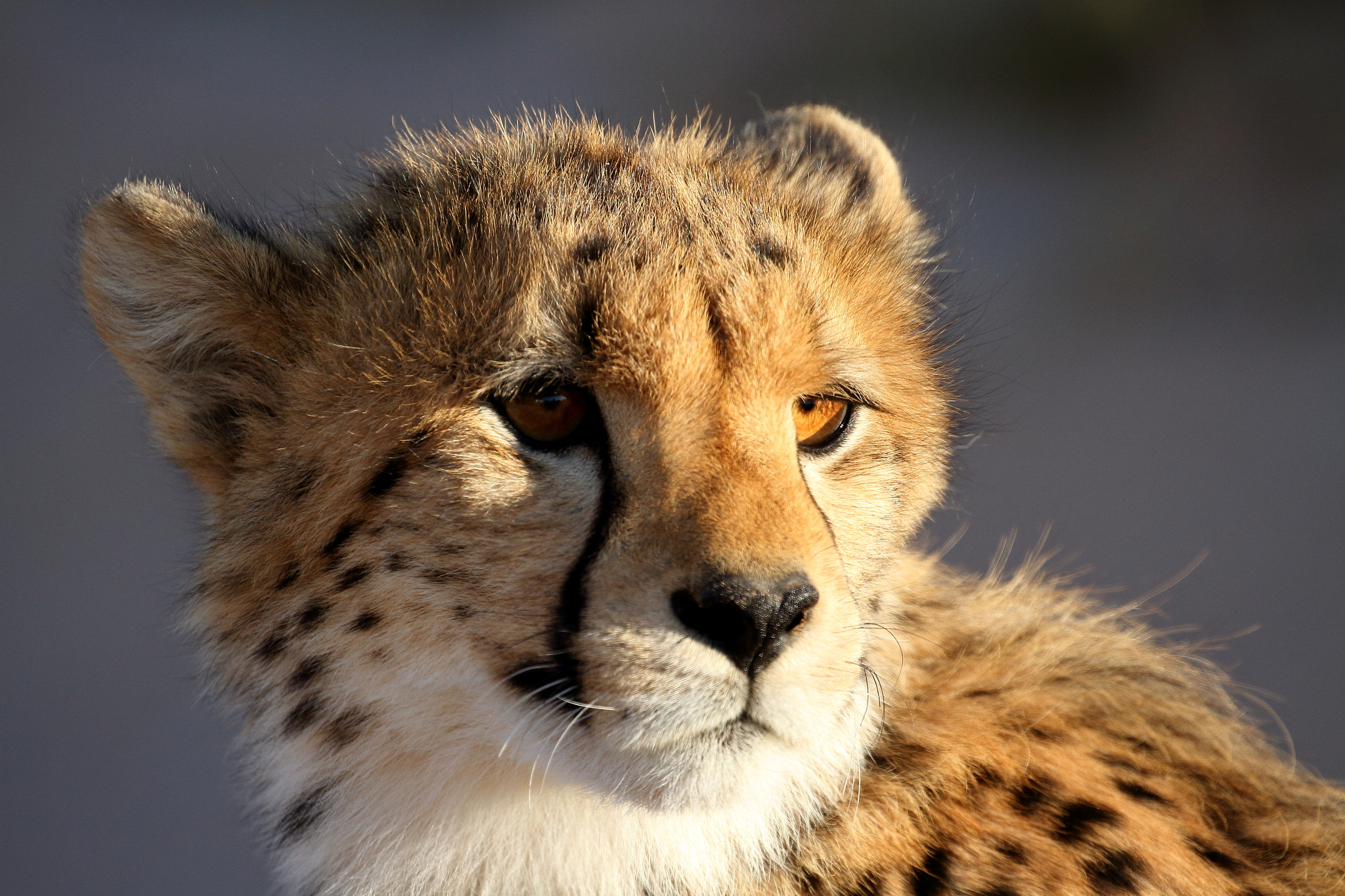 Canon EOS 7D + Canon EF 100-400mm F4.5-5.6L IS II USM sample photo. Cheetah- kalagadi transfrontier park, south africa photography