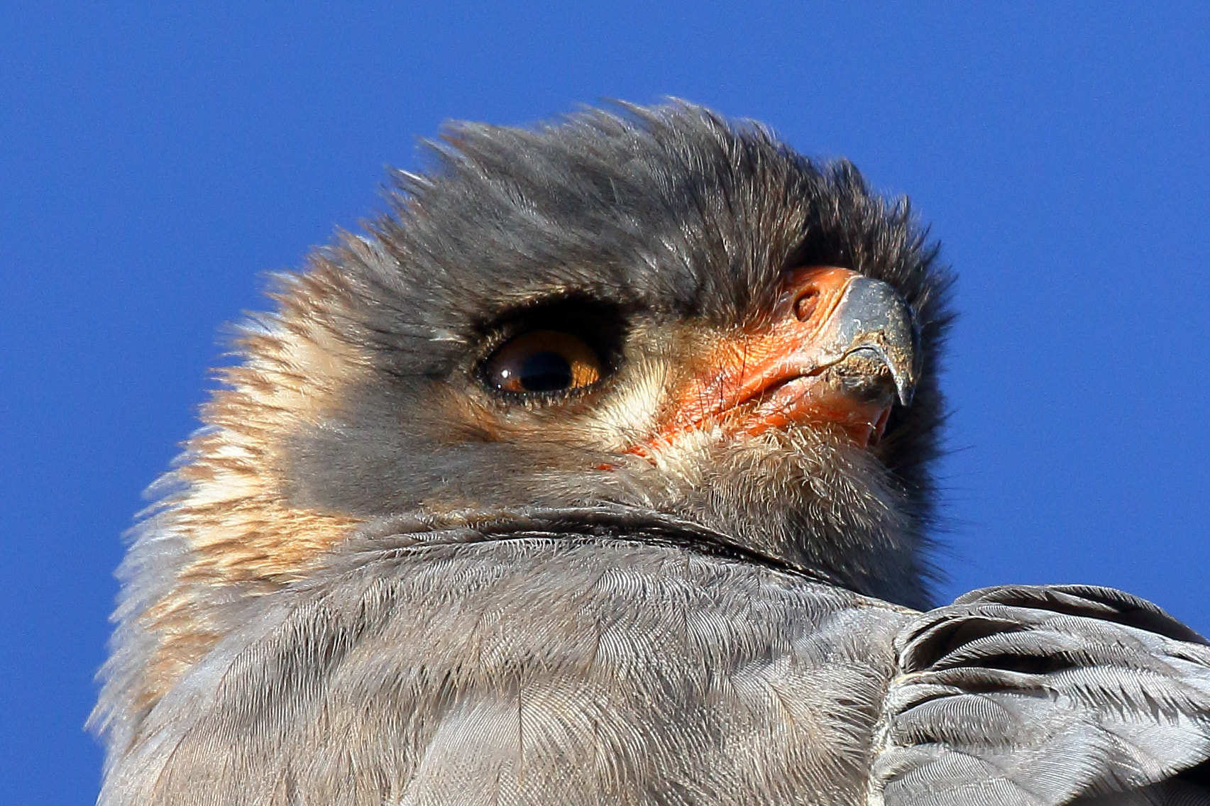 Canon EOS 7D + Canon EF 100-400mm F4.5-5.6L IS II USM sample photo. Goshawk- kalagadi, south africa photography