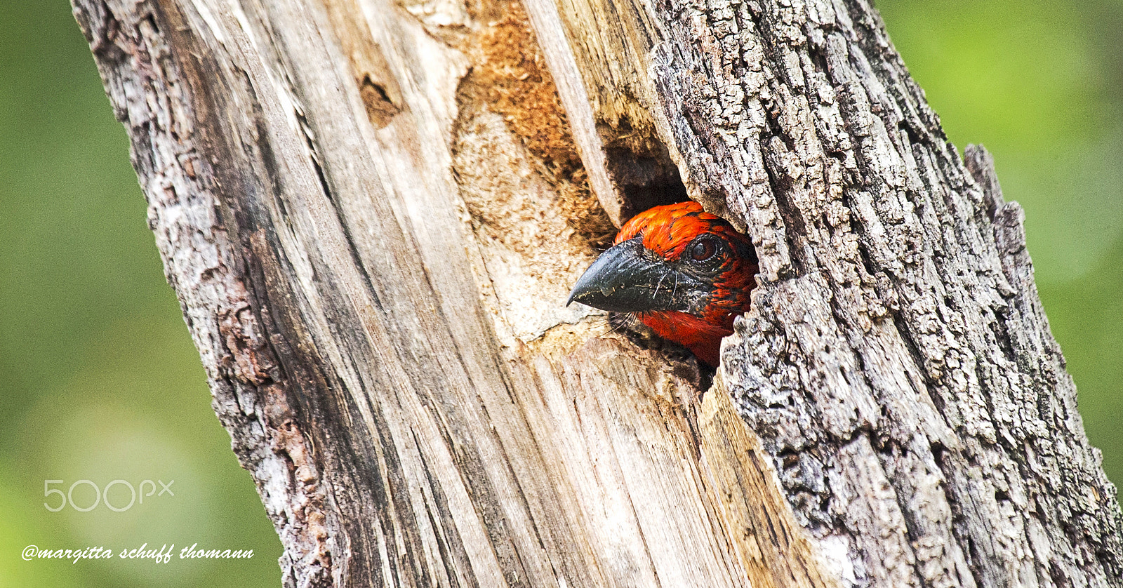 Canon EF 100-400mm F4.5-5.6L IS USM sample photo. Black collared barbet baby... photography