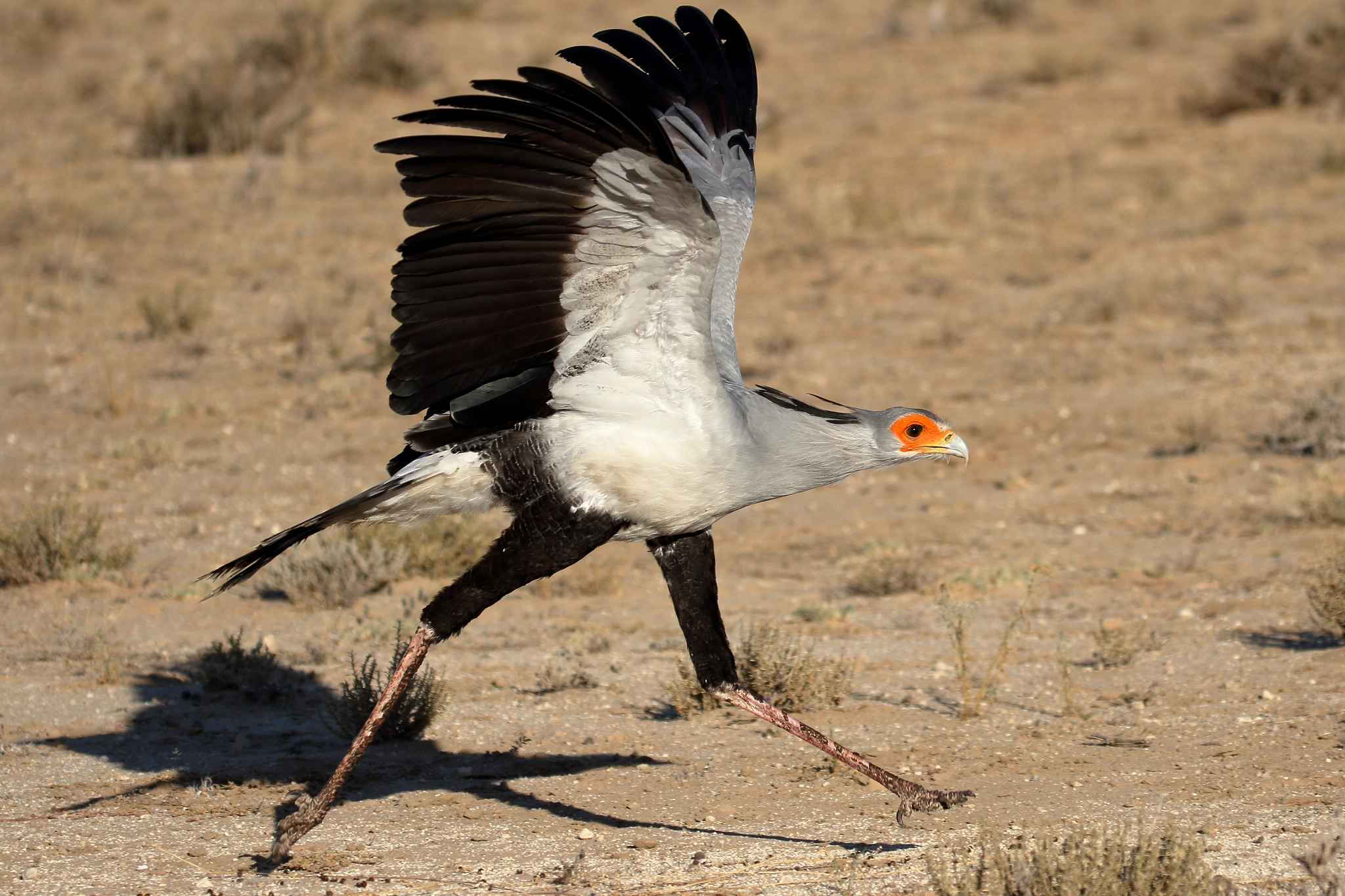 Canon EOS 7D + Canon EF 100-400mm F4.5-5.6L IS II USM sample photo. Secetary bird- kalagadi, south africa photography