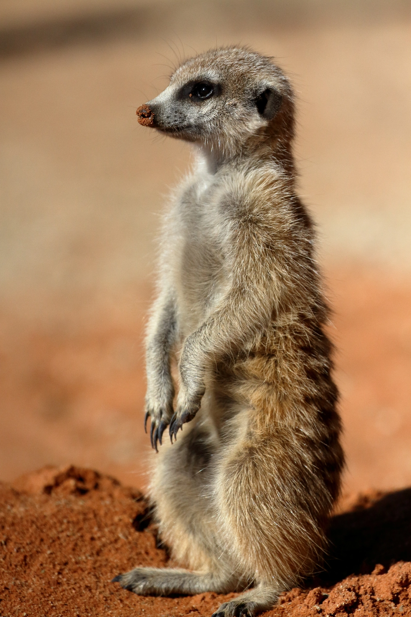 Canon EOS 7D + Canon EF 100-400mm F4.5-5.6L IS II USM sample photo. Meerkat- kalahari, south africa photography