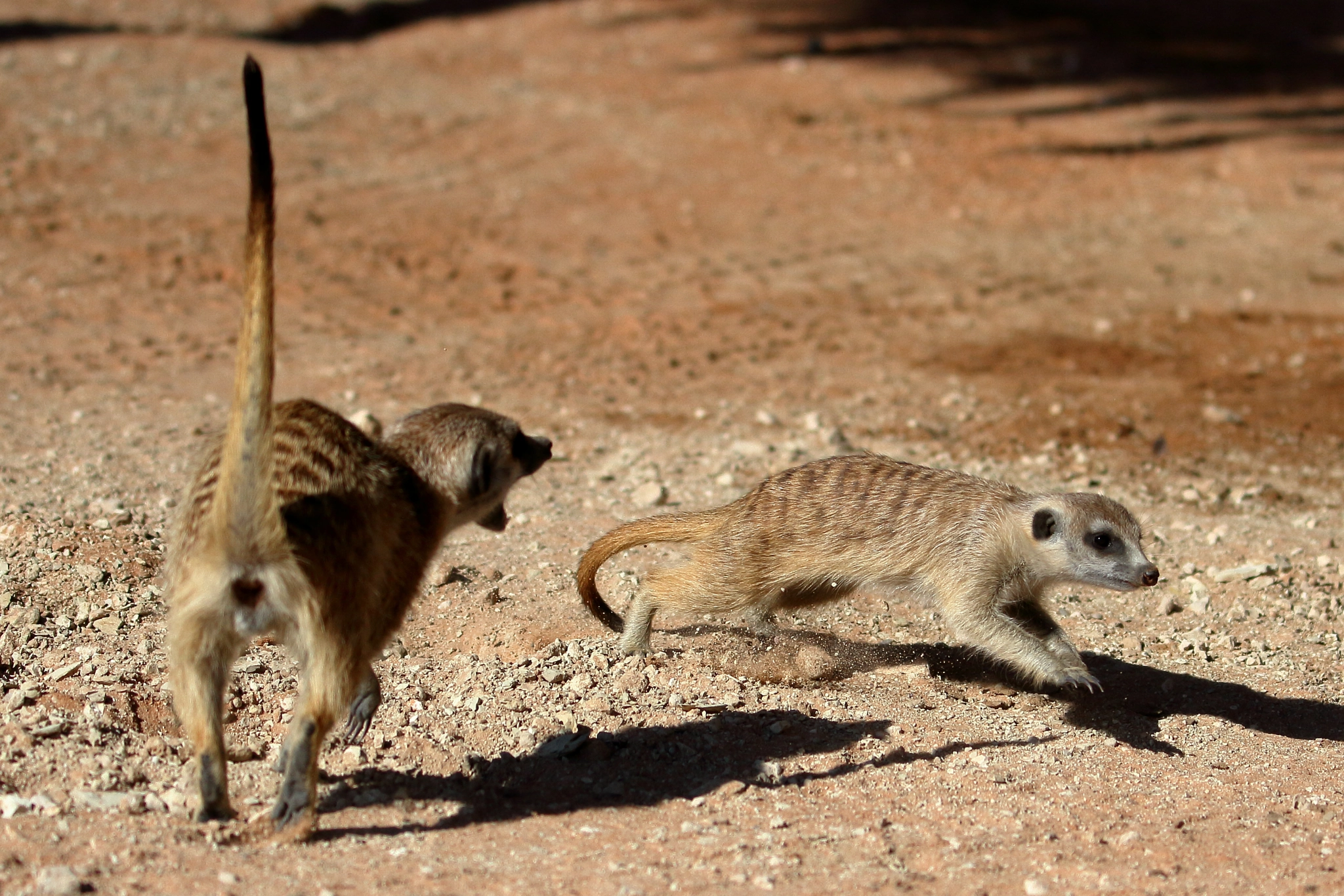 Canon EOS 7D + Canon EF 100-400mm F4.5-5.6L IS II USM sample photo. Meerkat- kalahari, south africa photography