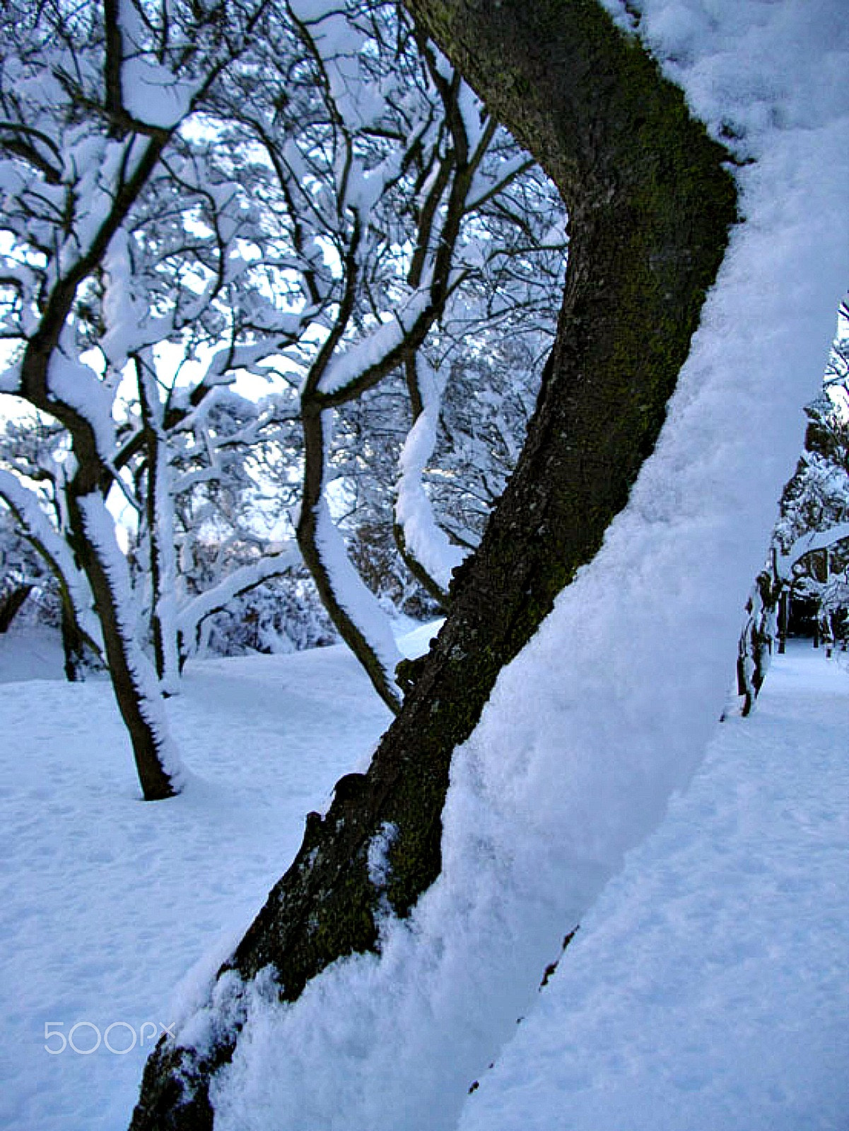 Pentax Optio E60 sample photo. Nature's angles and patterns photography