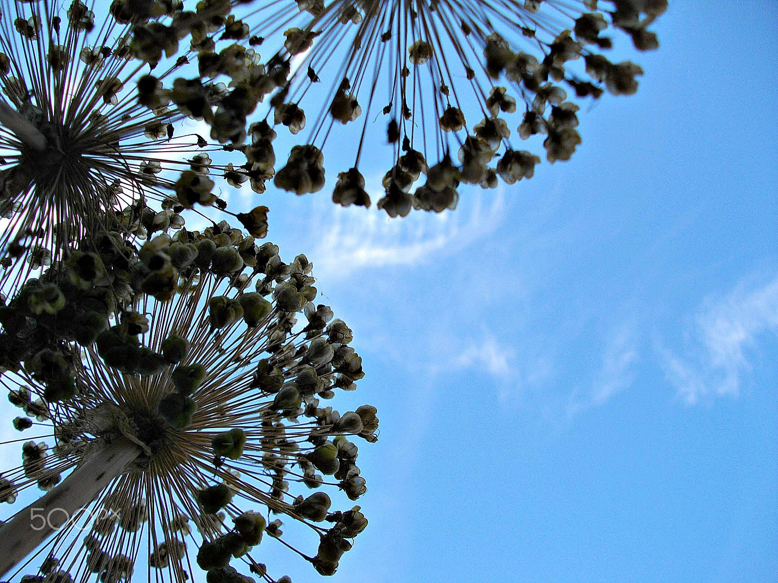 Pentax Optio E60 sample photo. Ethereal lines iii photography