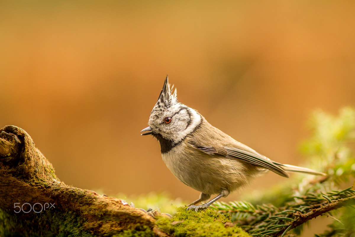 Canon EOS 60D + Canon EF 300mm F4L IS USM sample photo. Crested tit photography