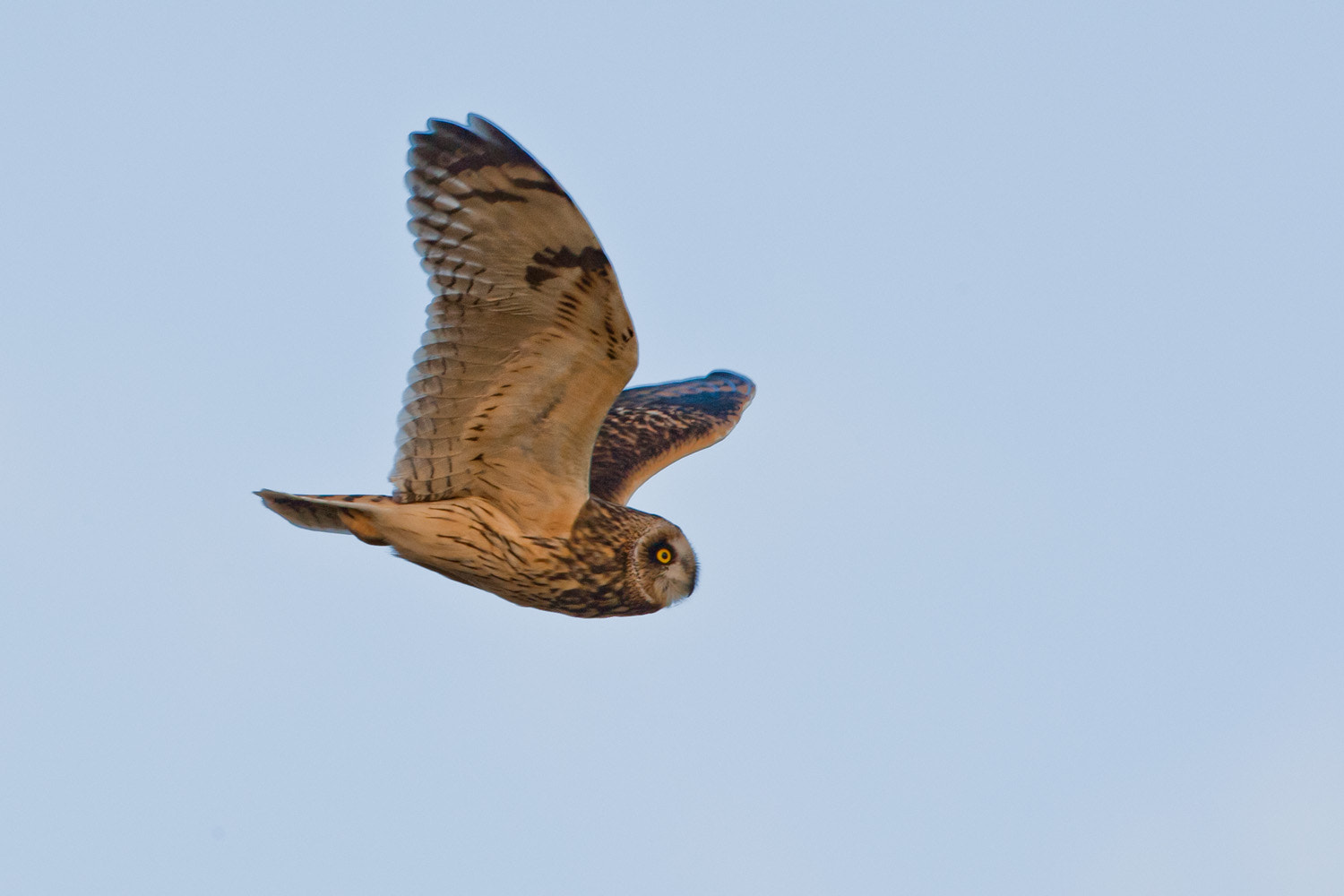 Canon EOS-1D Mark III + Canon EF 500mm F4L IS USM sample photo. Short-eared owl at dusk photography