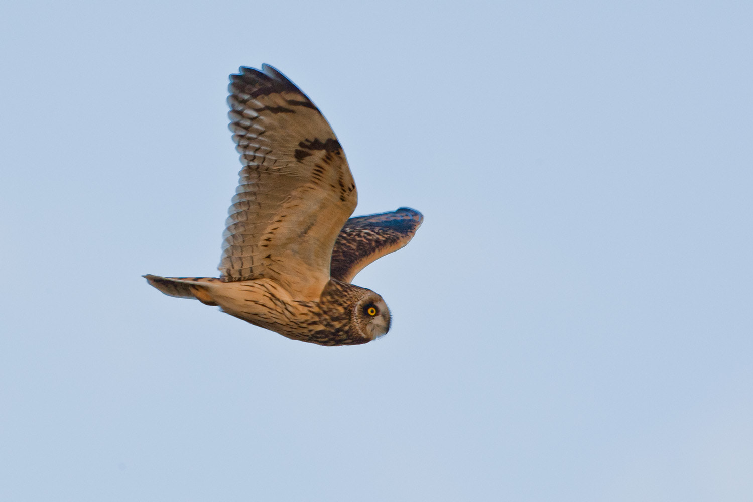 Canon EF 500mm F4L IS USM sample photo. Short-eared owl at dusk photography