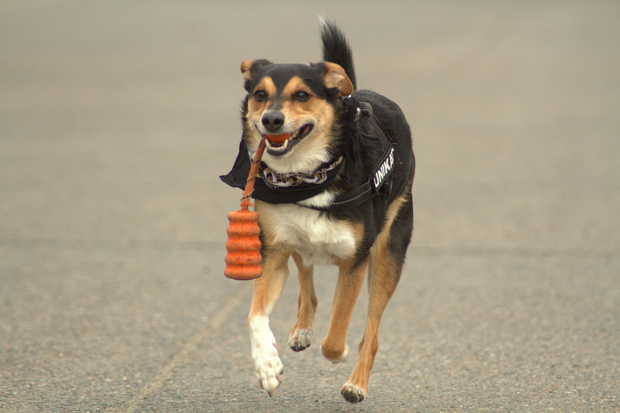 Canon EF 70-210mm f/3.5-4.5 USM sample photo. Lenny photography