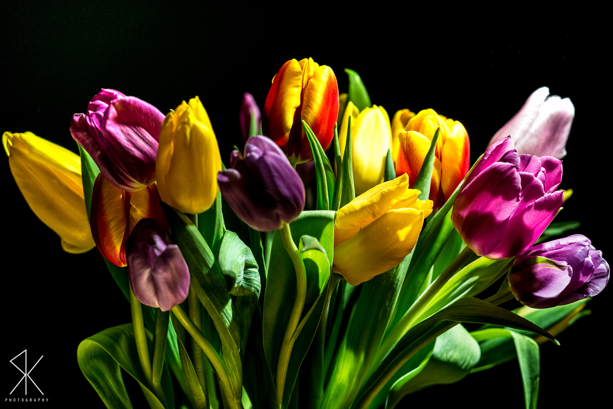 Sigma 150mm F2.8 EX DG Macro HSM sample photo. Spring tulips photography