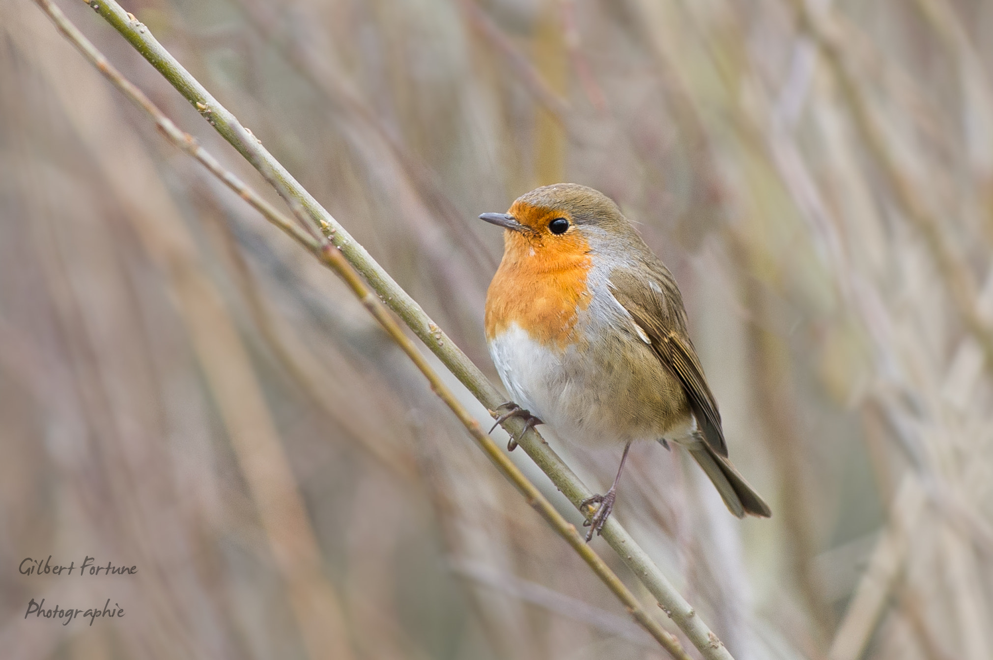 Nikon AF-S Nikkor 300mm F2.8G ED VR II sample photo. Rouge gorge photography