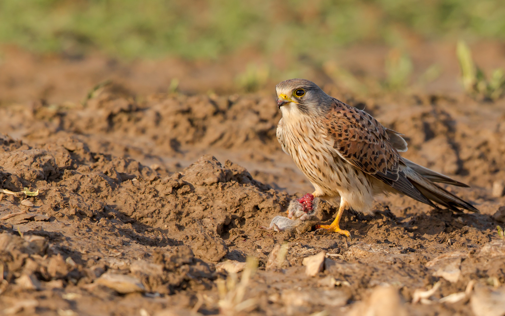 Canon EF 500mm F4L IS II USM sample photo. Faucon crécerelle photography