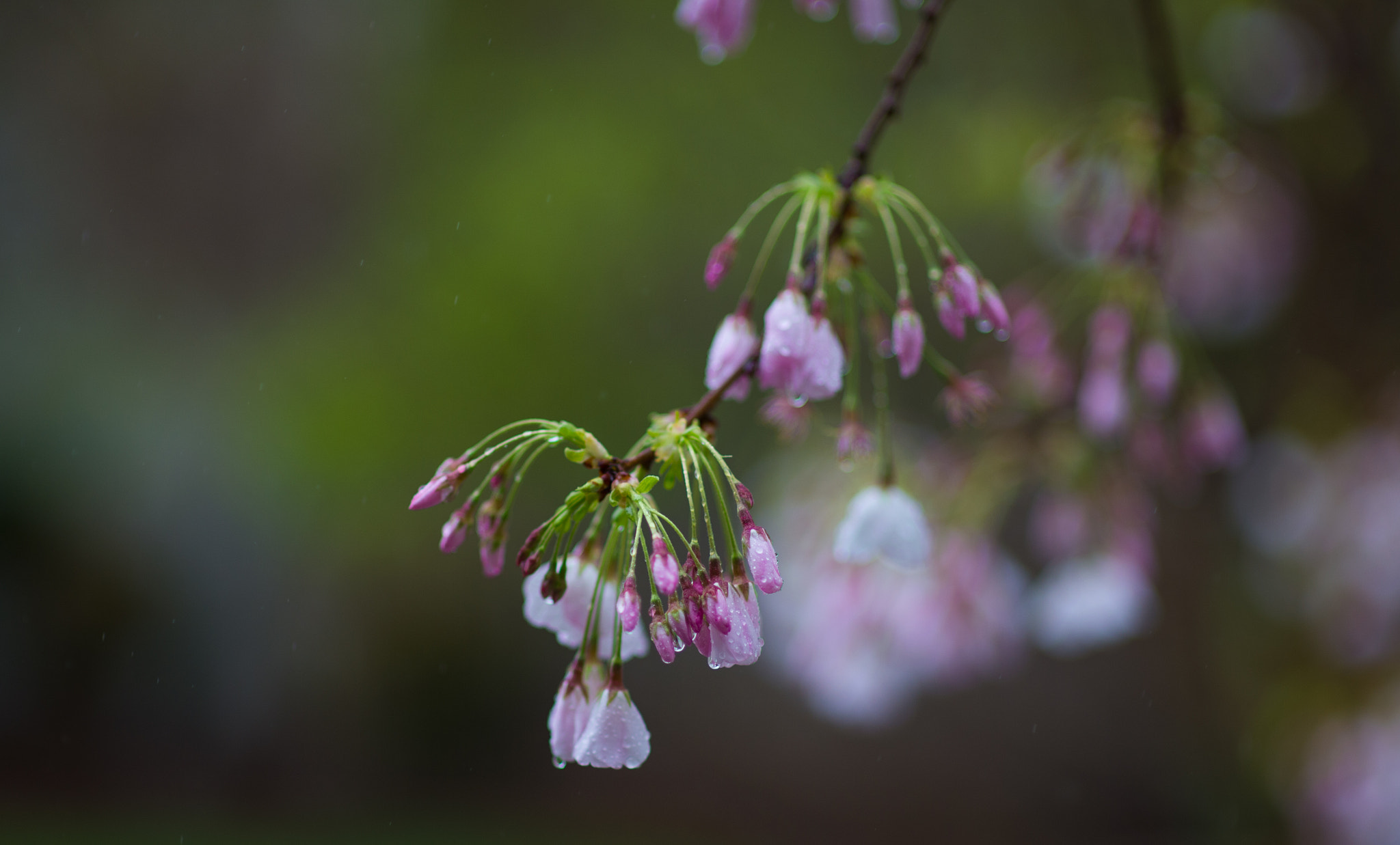 Nikon Df + Sigma 85mm F1.4 EX DG HSM sample photo. Rainy day photography