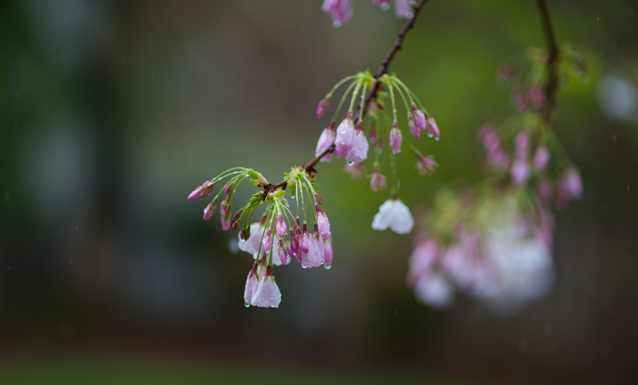 Nikon Df + Sigma 85mm F1.4 EX DG HSM sample photo. Rain drops photography