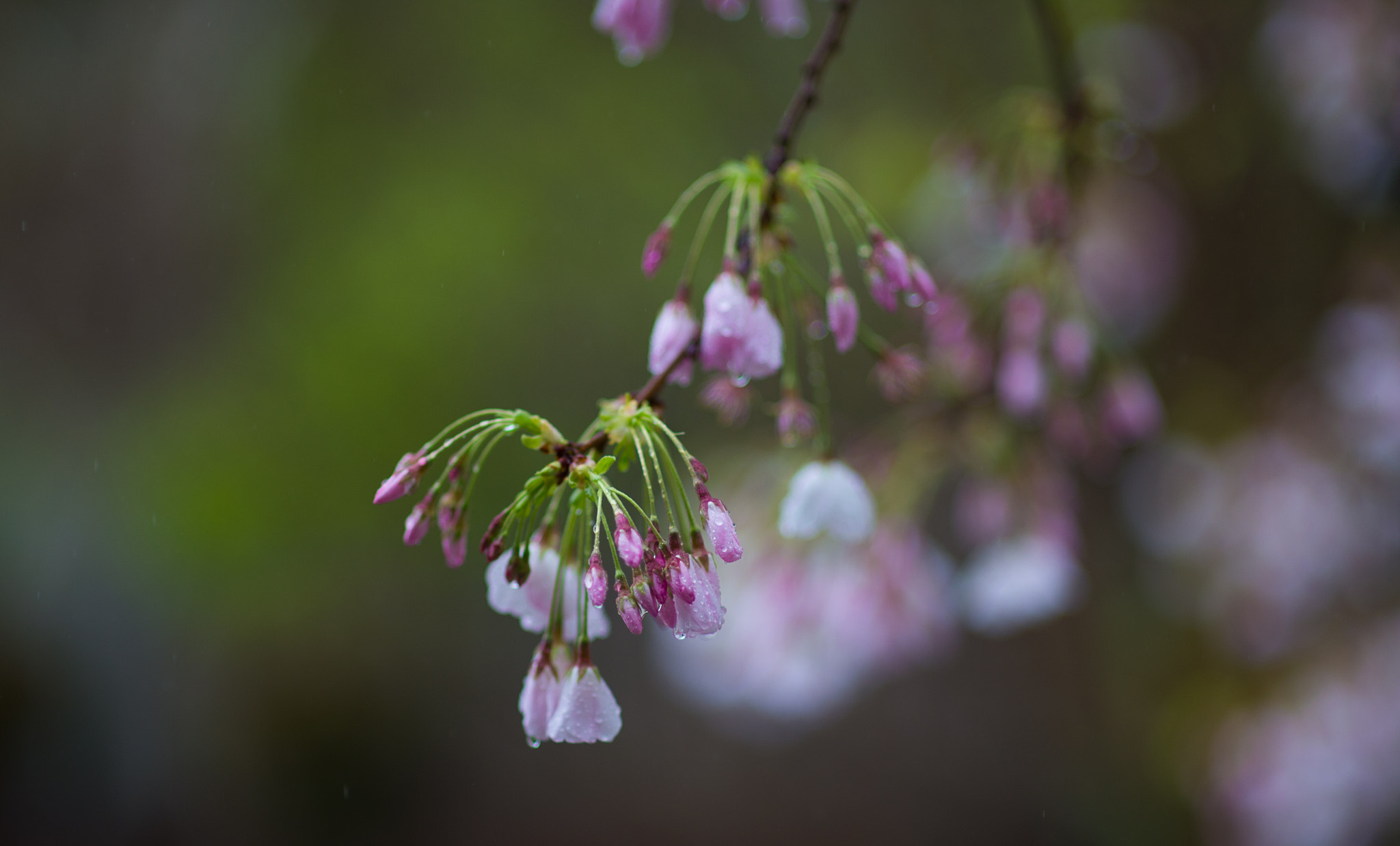 Nikon Df + Sigma 85mm F1.4 EX DG HSM sample photo. Rain drops photography