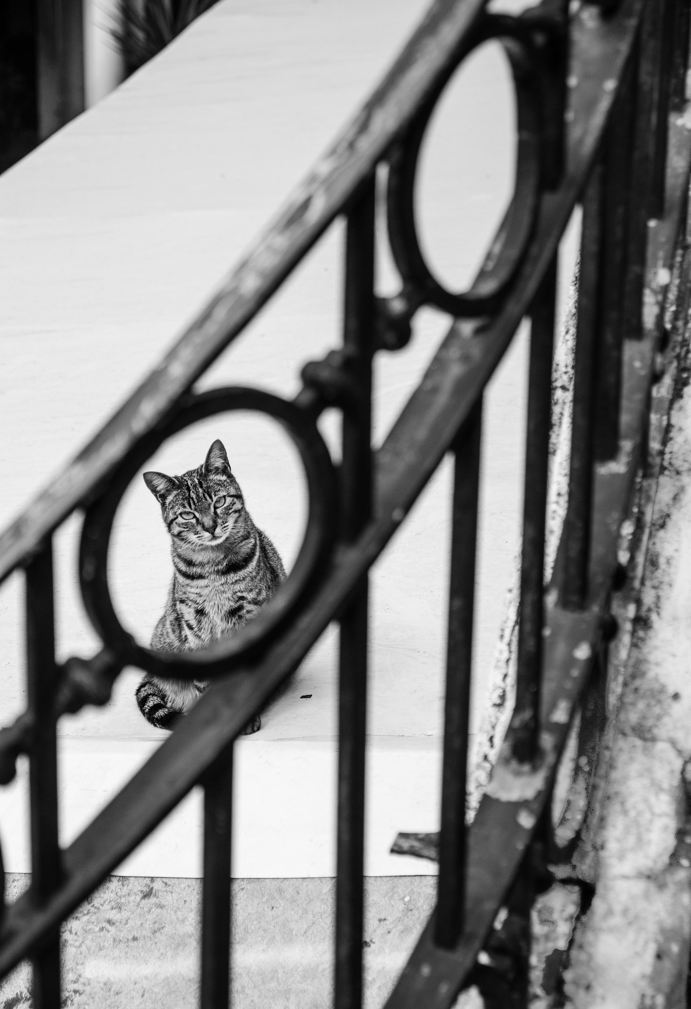 Sigma 17-70mm F2.8-4 DC Macro OS HSM | C sample photo. Chat cadré photography