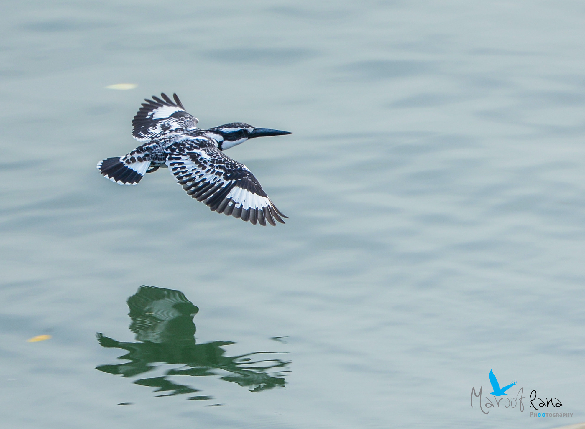 Nikon Nikkor AF-S 300mm F4E PF ED VR sample photo. Pied kingfisher photography