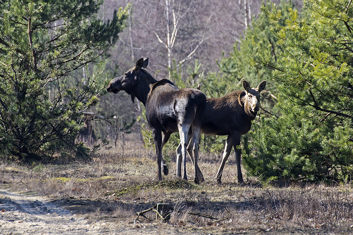 Canon EOS 7D Mark II + Tamron SP 70-300mm F4-5.6 Di VC USD sample photo. A bit of wildlife photography