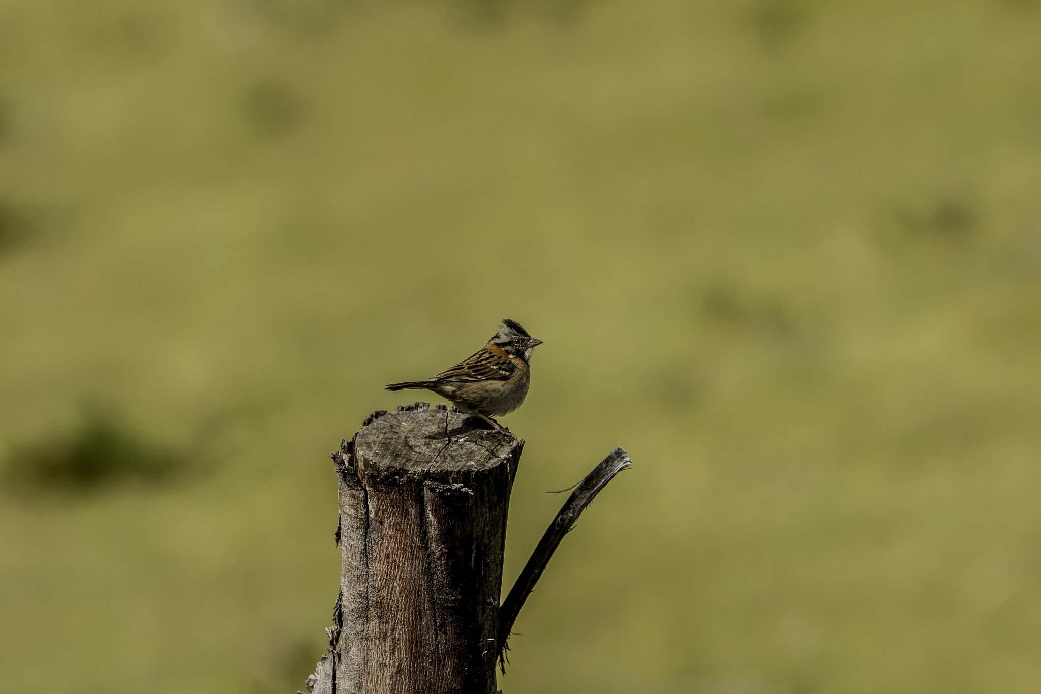Canon EF 200mm F2.8L II USM sample photo. Watching photography