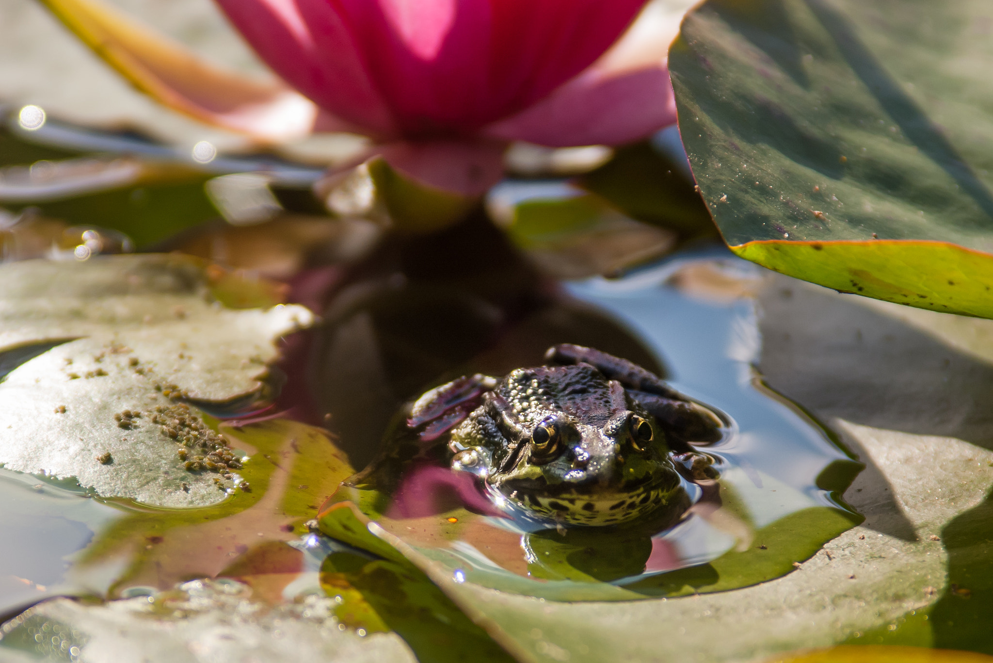 Pentax K100D + smc PENTAX-FA 28-200mm F3.8-5.6 AL[IF] sample photo. Frog under flower photography