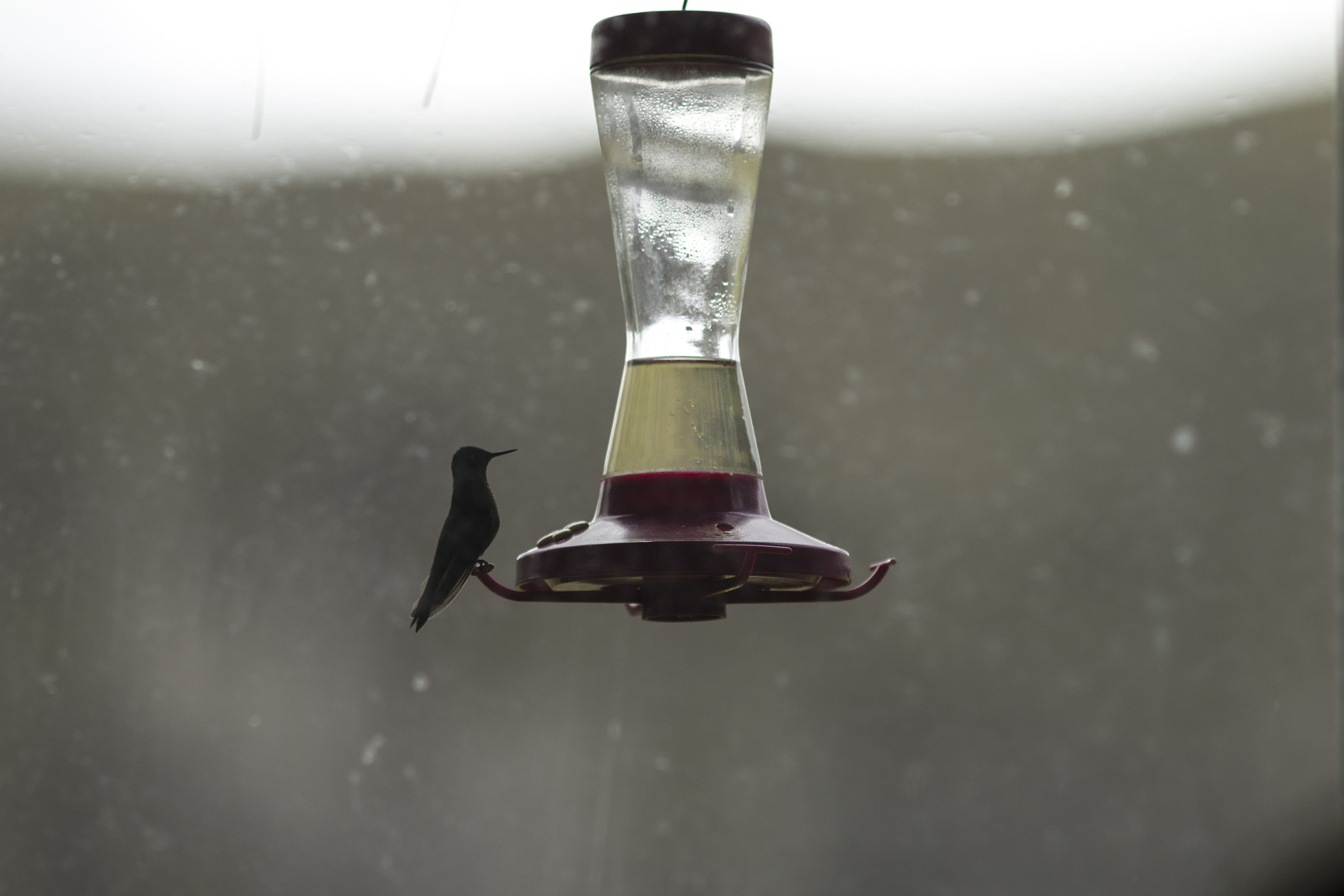 Canon EF 200mm F2.8L II USM sample photo. Humming bird photography