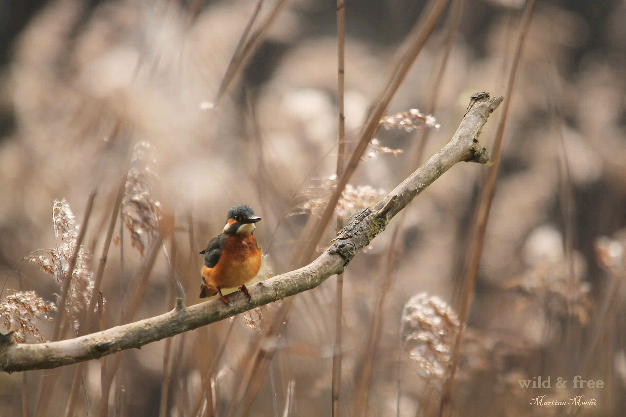 Sigma 150-500mm F5-6.3 DG OS HSM sample photo. *in the winterlight iii* photography