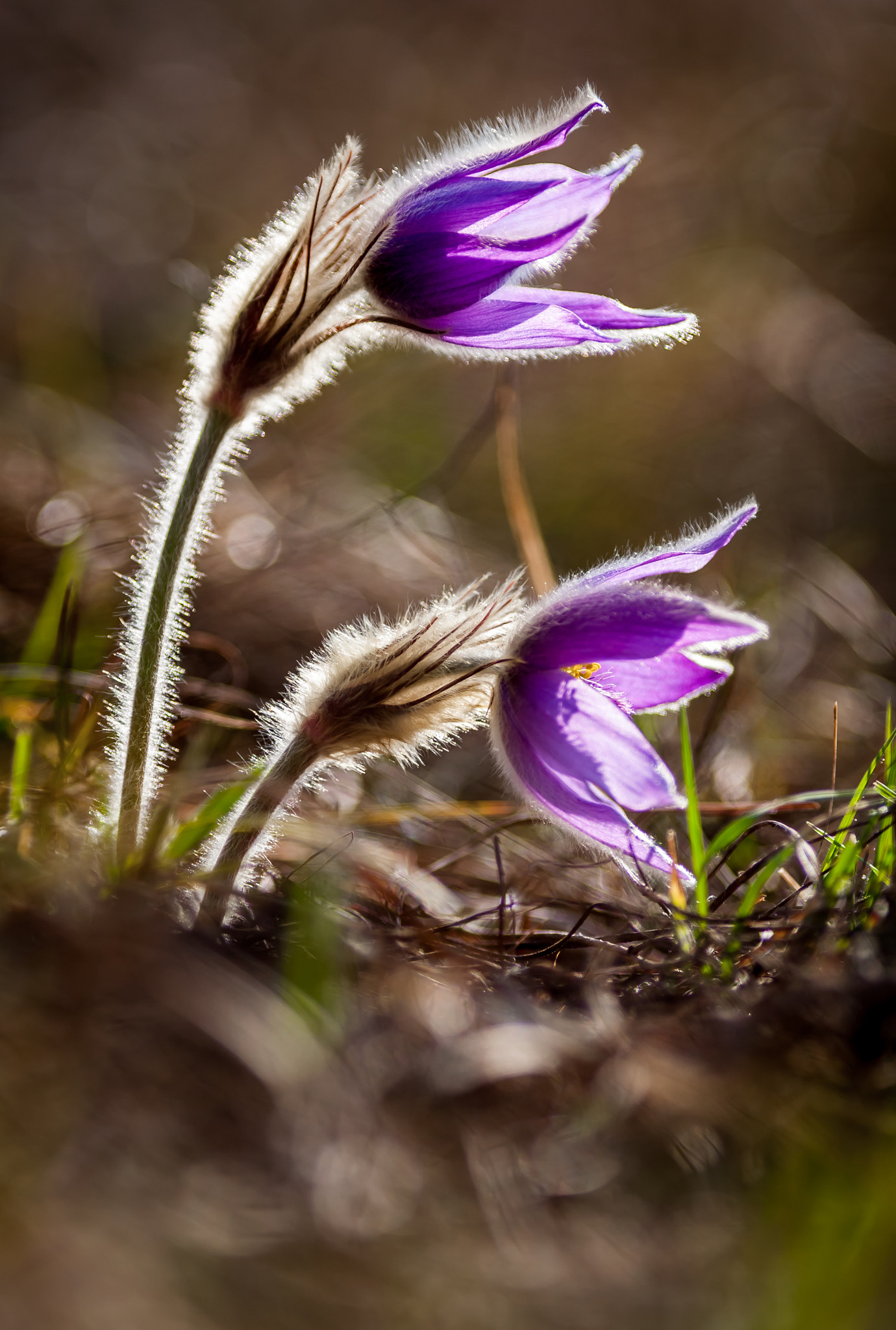 Canon EOS 5D + Canon EF 200mm F2.8L II USM sample photo. In pairs photography