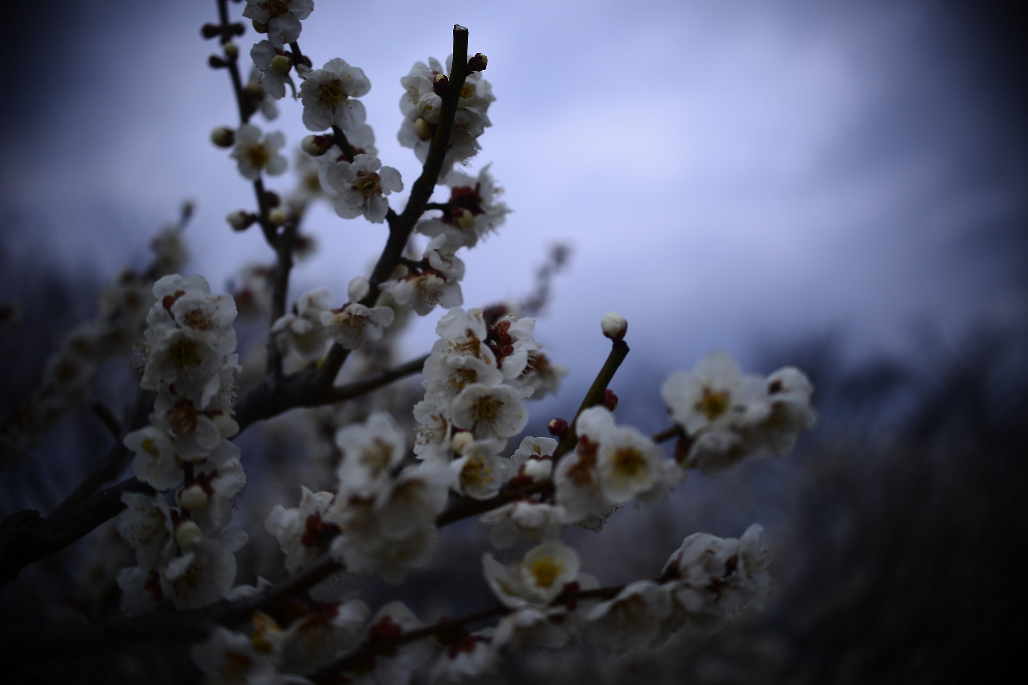 Nikon AF-S DX Micro Nikkor 40mm F2.8 sample photo. Cloudy photography