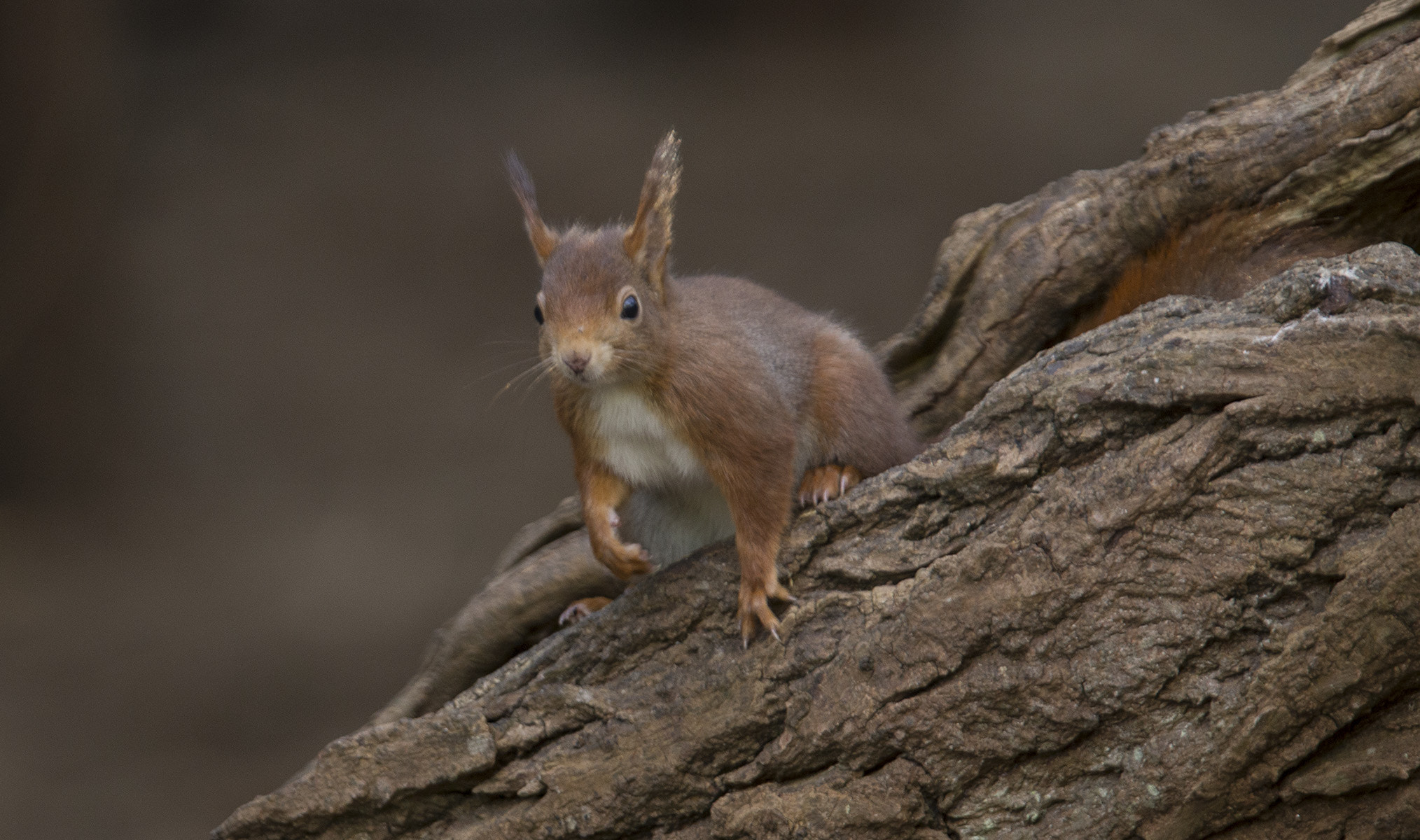 Canon EF 300mm F2.8L IS USM sample photo. Red squirrel(s) photography