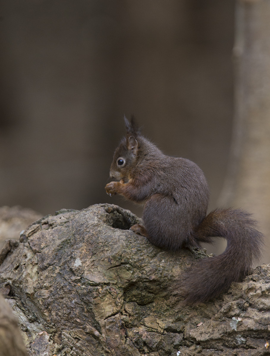 Canon EF 300mm F2.8L IS USM sample photo. Red squirrel(s) photography