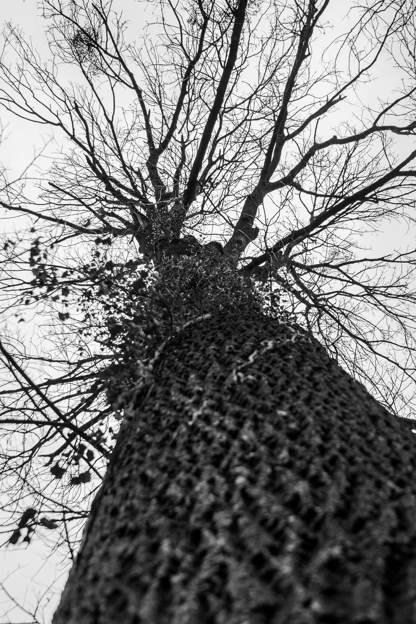 Canon EF 28-135mm F3.5-5.6 IS USM sample photo. How old are you? photography