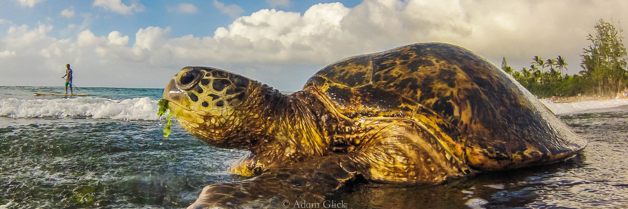 GoPro Hero3-Silver Edition sample photo. Me and mr. turtle photography