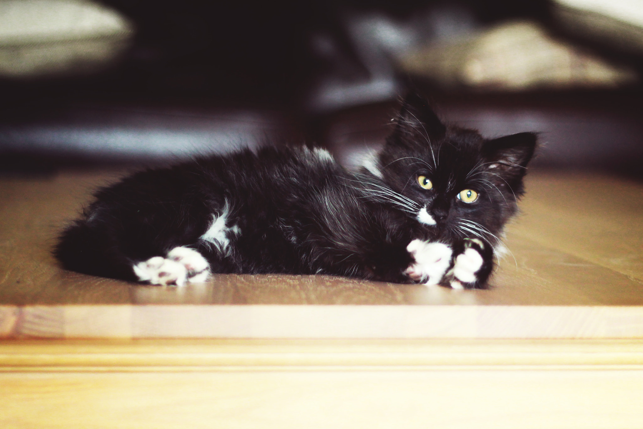 Canon EOS 650D (EOS Rebel T4i / EOS Kiss X6i) + Canon EF 50mm f/1.8 sample photo. James :) photography
