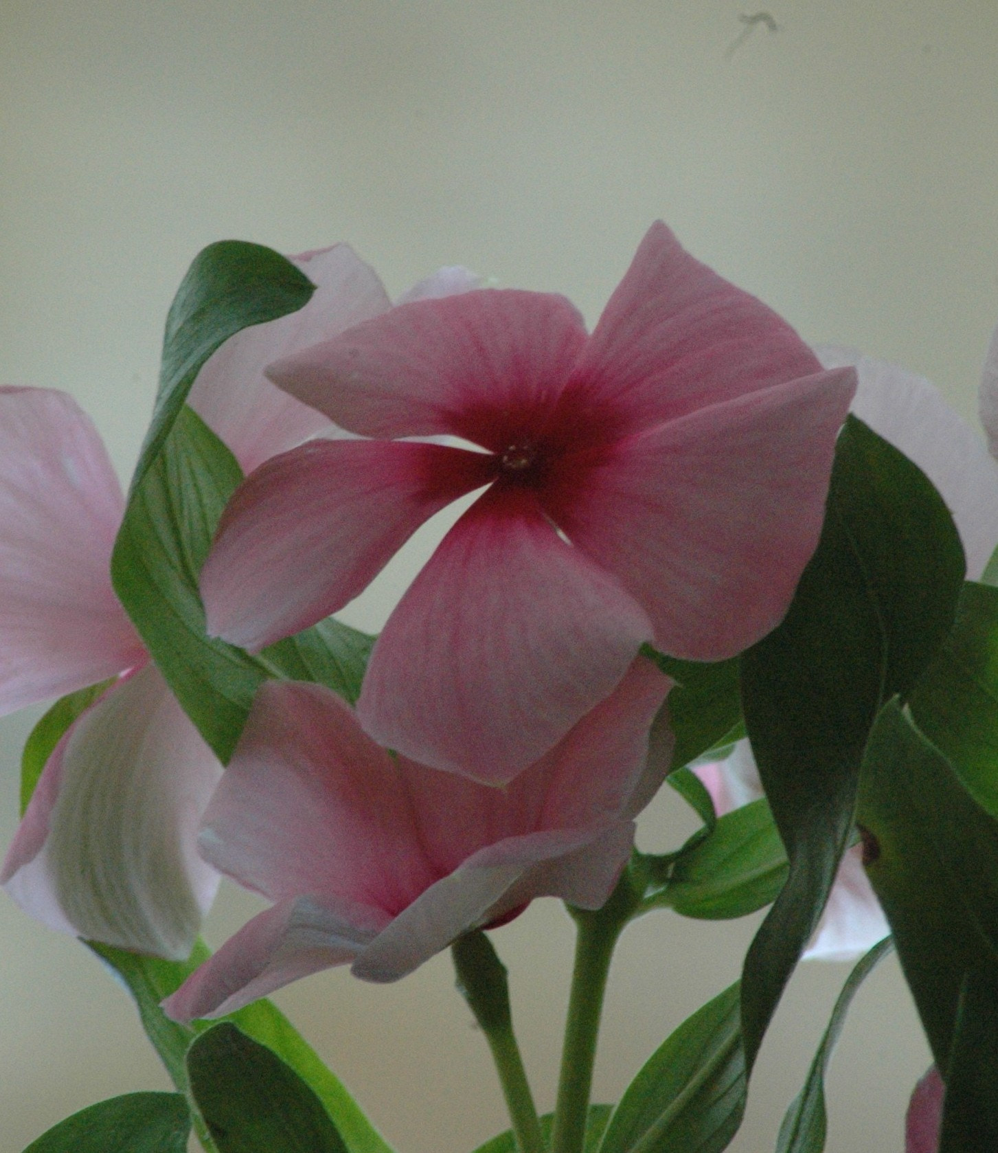 Nikon D70 sample photo. 50 photography