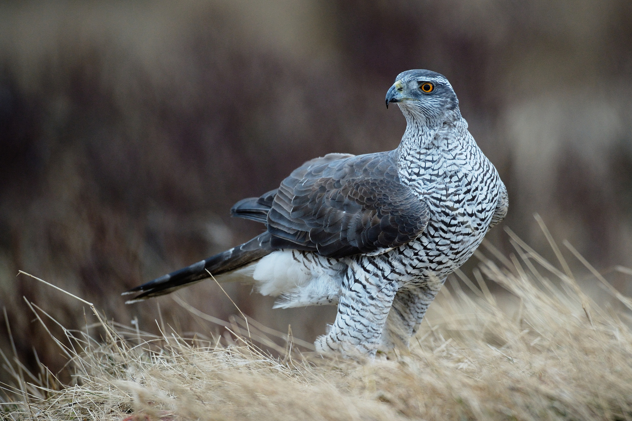 Nikon AF-S Nikkor 500mm F4D ED-IF II sample photo. Northern goshawk photography