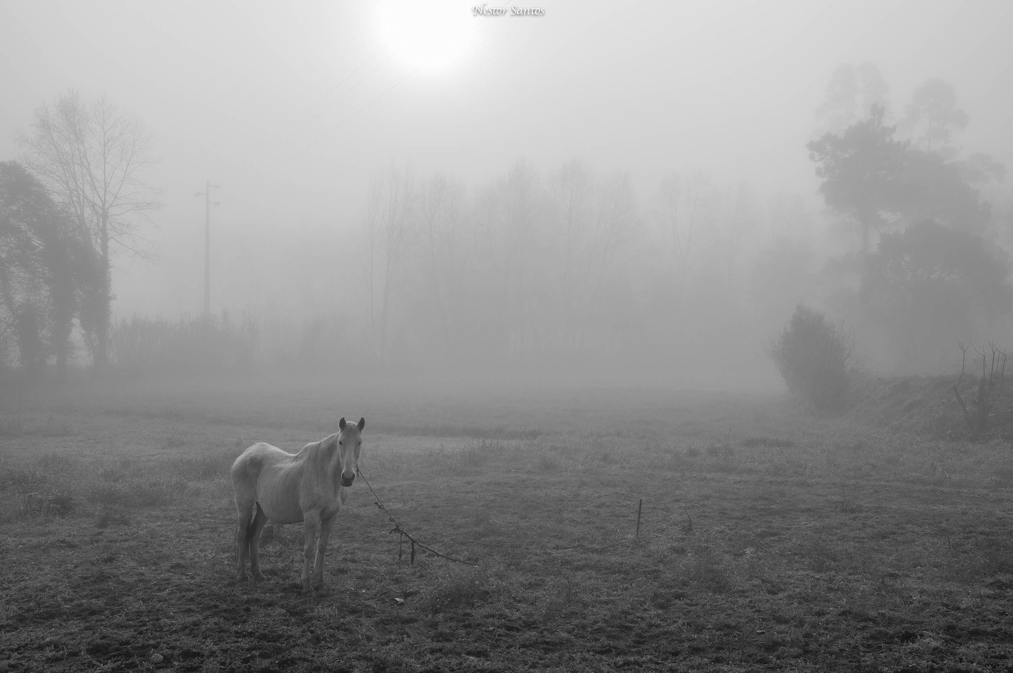 Sigma 17-70mm F2.8-4 DC Macro HSM Contemporary sample photo. Horse in the fog morning photography