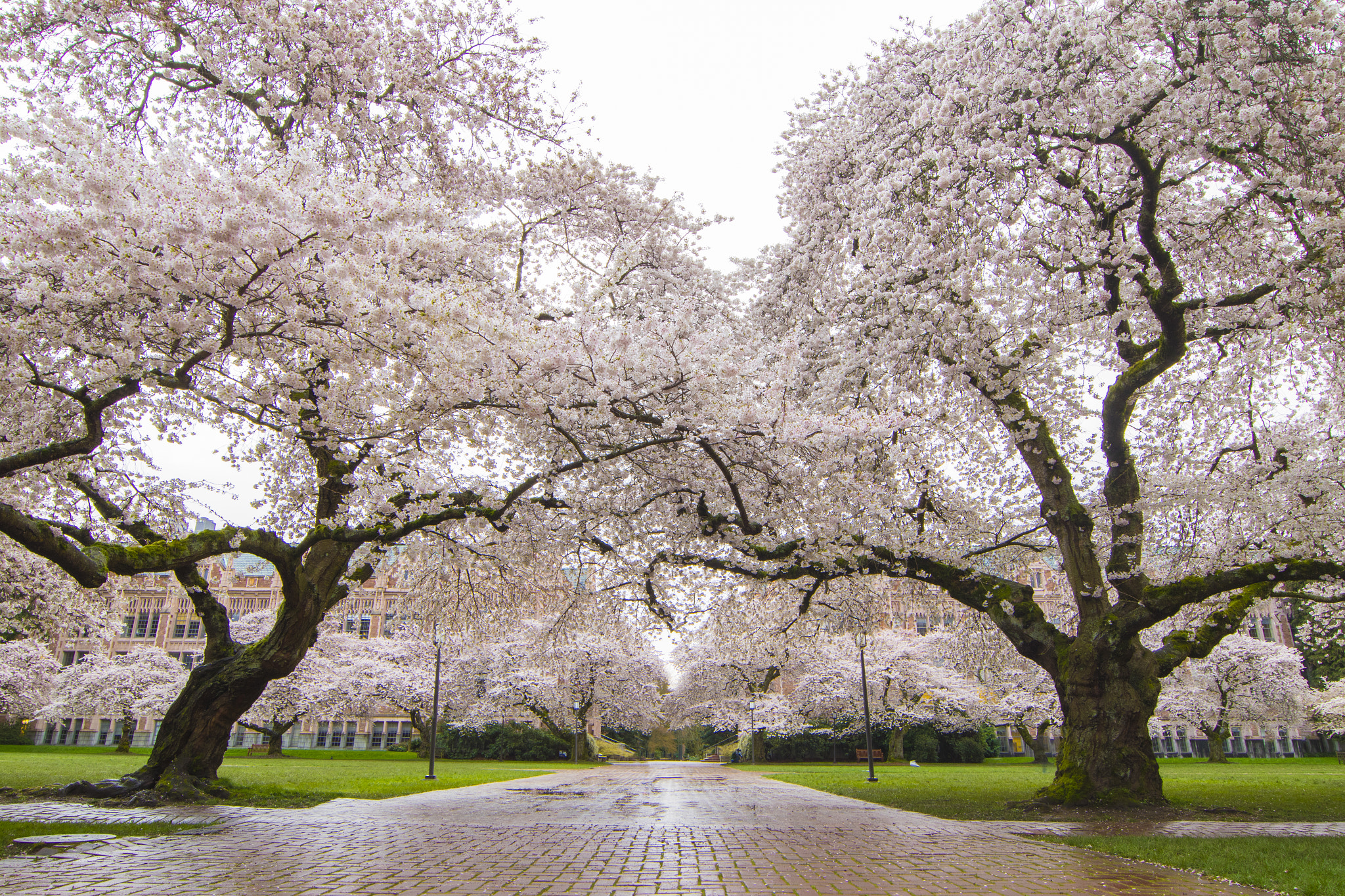 Canon EOS 7D Mark II + Canon EF 14mm F2.8L II USM sample photo. Seattle spring trees in bloom photography