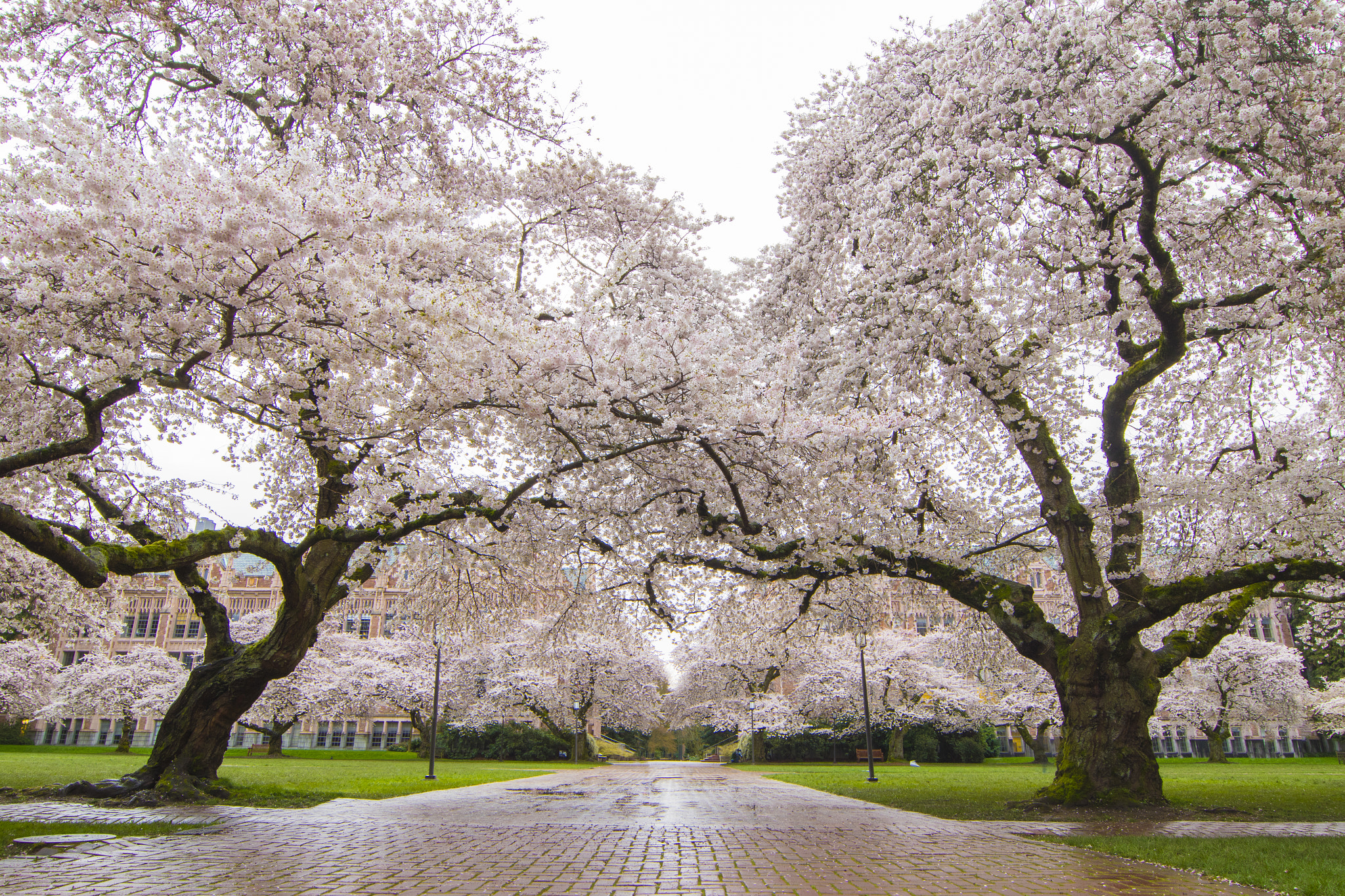 Canon EF 14mm F2.8L II USM sample photo. Seattle spring trees in bloom photography