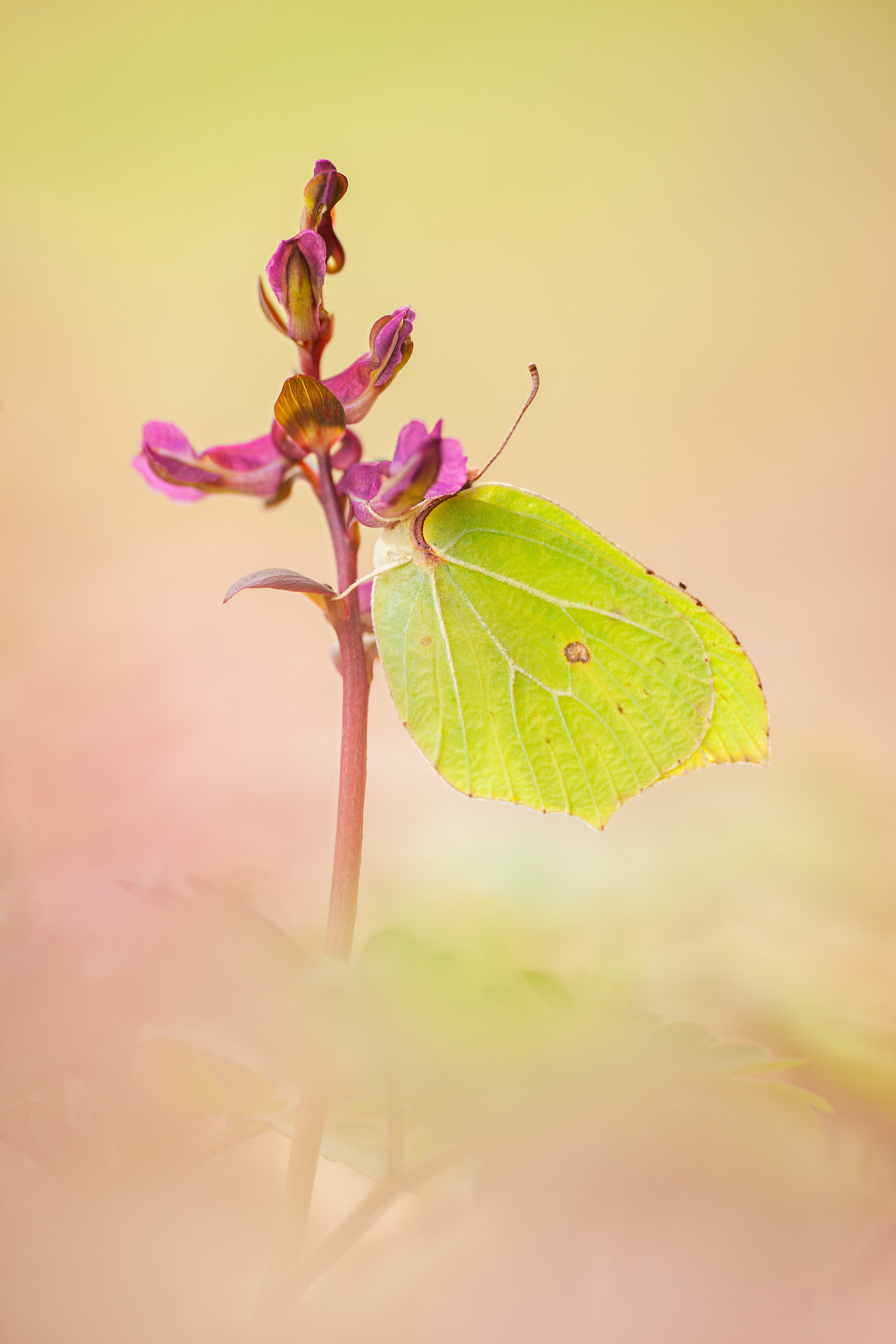 Sigma APO Macro 180mm F2.8 EX DG OS HSM sample photo. Brimstone photography