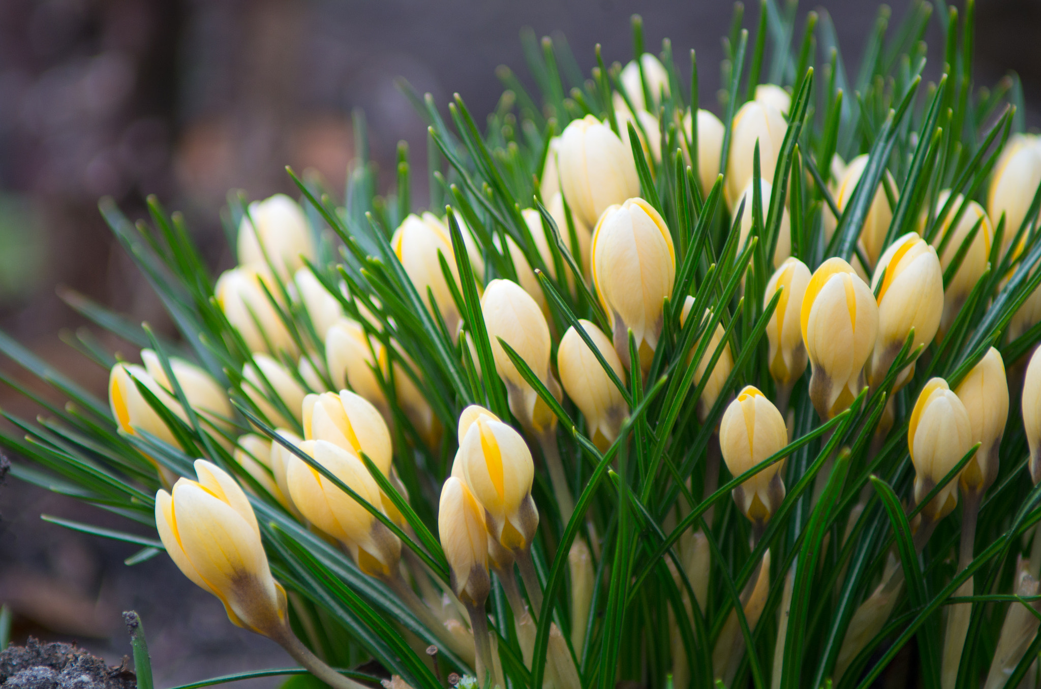 Pentax K-30 + Tamron AF 80-210mm F4-5.6 (178D) sample photo. Crocus flowers photography