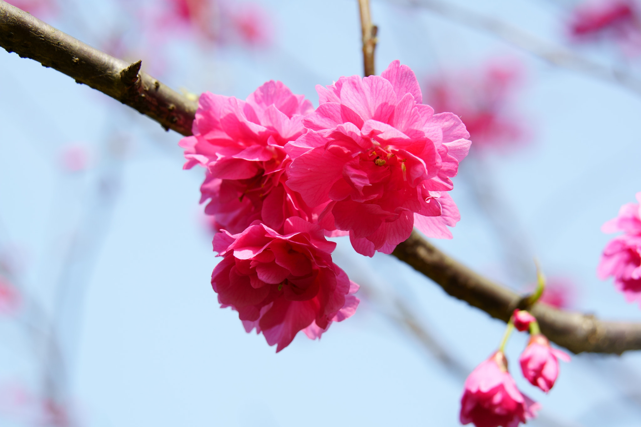 Sony E 18-55mm F3.5-5.6 OSS sample photo. 24984194044.jpg photography