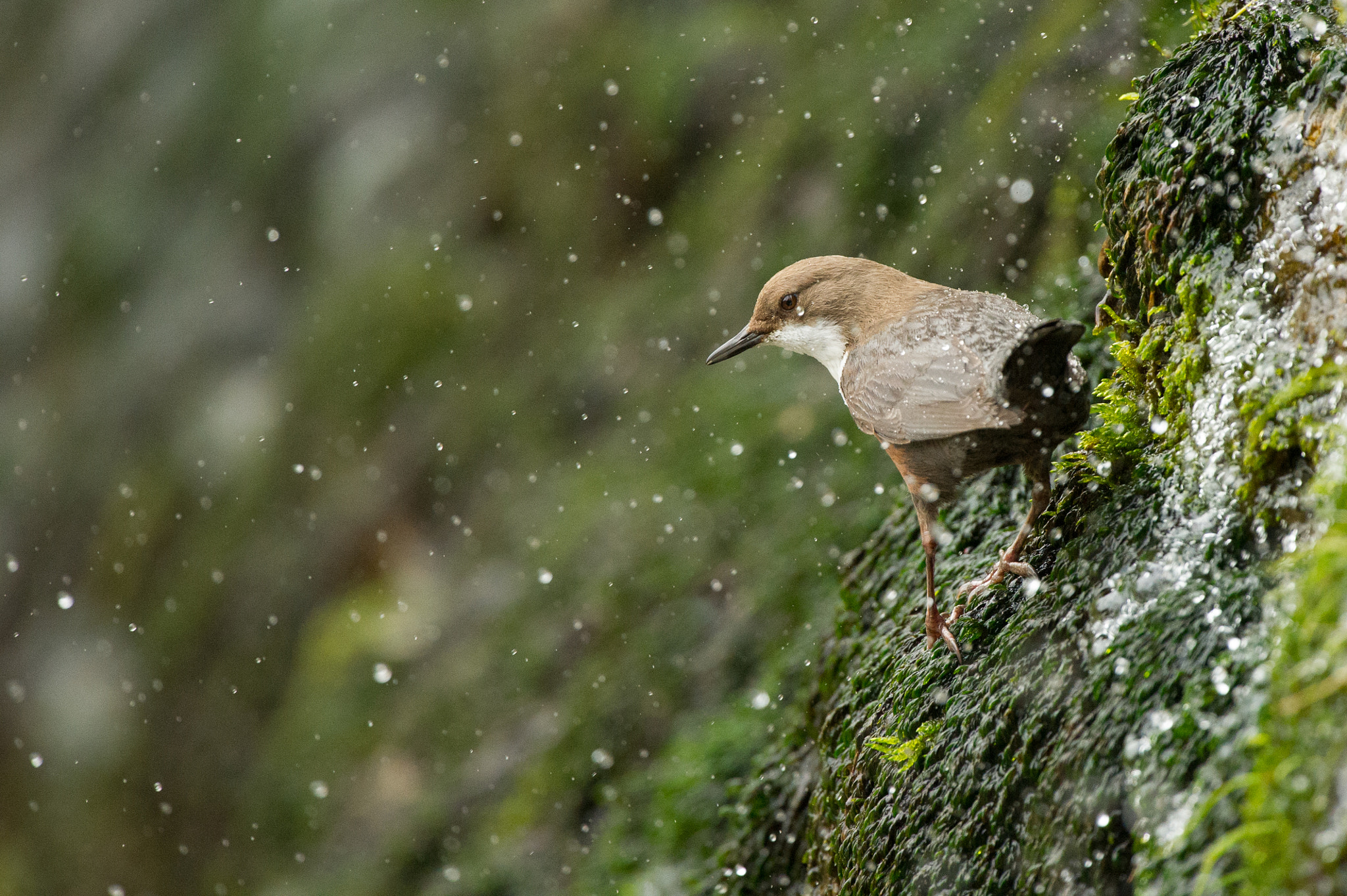 Nikon D3S + Nikon AF-S Nikkor 500mm F4G ED VR sample photo. Dipper photography